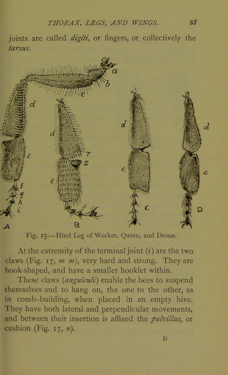 joints are called digiti, or fingers, or collectively the tarsus. Fig. 15.—Hind Leg of Worker, Queen, and Drone. At the extremity of the terminal joint (i) are the two claws (Fig. 17, m m), very hard and strong. They are hook-shaped, and have a smaller hooklet within. These claws (anguicu/i) enable the bees to suspend themselves and to hang on, the one to the other, as in comb-building, when placed in an empty hive. They have both lateral and perpendicular movements, and between their insertion is affixed the pulvillus, or cushion (Fig. 17, n). D