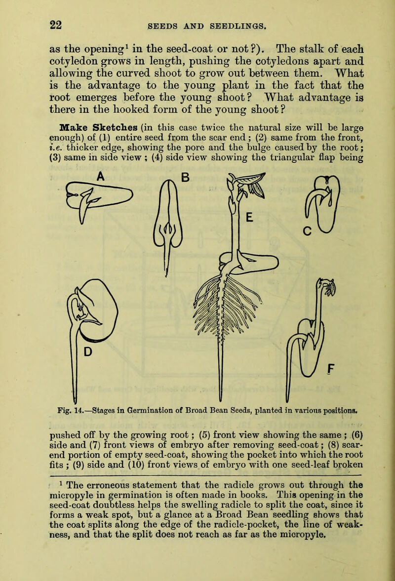 as the opening1 in the seed-coat or not ?). The stalk of each cotyledon grows in length, pushing the cotyledons apart and allowing the curved shoot to grow out between them. What is the advantage to the young plant in the fact that the root emerges before the young shoot? What advantage is there in the hooked form of the young shoot ? Make Sketches (in this case twice the natural size will be large enough) of (1) entire seed from the scar end ; (2) same from the front, i.e. thicker edge, showing the pore and the bulge caused by the root; (3) same in side view ; (4) side view showing the triangular flap being pushed off by the growing root; (5) front view showing the same ; (6) side and (7) front views of embryo after removing seed-coat; (8) scar- end portion of empty seed-coat, showing the pocket into which the root fits ; (9) side and (10) front views of embryo with one seed-leaf broken 1 The erroneous statement that the radicle grows out through the micropyle in germination is often made in books. This opening in the seed-coat doubtless helps the swelling radicle to split the coat, since it forms a weak spot, but a glance at a Broad Bean seedling shows that the coat splits along the edge of the radicle-pocket, the line of weak- ness, and that the split does not reach as far as the micropyle.