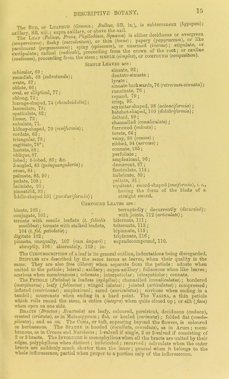 The Bod or Llafbud (Gemma; Bulbus, SB, lx.), is subterranean (hypogaa); “STiSIis either deciduous or evergreen (semvervirens) ■ fleshy (succulentum), or thin (tenue); papery (papyraceum), or like iarchment (veraameneum); spiny (spinosum), or unarmed (inerme); stipulate, or e'stXte- iXal^ (mdiwfc), proceeding from the crown of the root; or can line (cauUnum), proceeding from the stem; simple (simplex), or compound (compositvm). Simple Leaves are: sinuate, 92 ; dentato-sinuate ; orbicular, 69; roundish, 68 (subrotunda); ovate, 67; oblate, 66; oval, or elliptical, 77; oblong, 75; lozenge-shaped, 71 (rhomboklcdici); lanceolate, 73; spathulate, 82; linear, 72 ; subulate, 71. kidney-shaped, 70 (reniformia); cordate, 65; triangular, 78 ; sagittate, 78*; hastate, 88 ; oblique, 87. lobed; 3-lobed, 86; &c. 5-angled, 83 (quinquunyularia); erose, 81; palmate, 85, 90; pedate, 108 : laciniate, 91; pinnatifid, 93; fiddle-shaped 101 (panduriformia); lyrate; sinuate backwards, 76 (rctrorsum-sinuata); runcinate, 76 ; repand, 7 9 ; crisp, 95. scymitar-shaped, 98 (acinaciformia); hatchet-shaped, 100 (dolabriformia) ; deltoid, 99; channelled (canaliculata); furrowed (sulcata); terete, 61; veiny, 80 (venosa); ribbed, 91 (nervosa); connate, 105; perfoliate ; amplexicaul, 96; decurrent, 97; fasciculate, 111; imbricate, 89; peltate, 81; equitant; sword-shaped (ensiformia), i. e., having the form of the blade of a straight sword. Compound Leaves are: binate, 103; conjugate, 103; teruate with sessile leaflets (t. foliolis sessilibus); ternate with stalked leaflets, 101 (t. fol. petiolatis) ; digitate 102; pinnate, unequally, 107 (cum impart); abruptly, 106: alternately, 109 ; in- The CTrcumscbiption of a leaf is its general outline, indentations being disregarded. Stipules are described by the same terms as leaves, when their quality is the same. They are also free (liberal) when separate from the petiole: adnate when united to the petiole; lateral; axillary; supra-axillary; foliaceous when like leaves; scarious when membranous ; ochreate; interpetiolar; intrapetiolar; connate. The Petiole (Petiolus) is leafless (aphyllus); channelled (canaliculatus); bordered (marginatus); leafy (foliaceus); winged (alatus); jointed (articulatus) ; compressed; inflated (ventricosus); amplexicaul; eared (auriculatus) ; cirrhose when ending in a tendril; mucronate when ending in a hard point. The Vagina, a thin petiole which rolk round the stem, is entire (integra) when quite closed up ; or slit (fissa) when open on one side. Bracts (Bracteai; Bracteohc) are leafy, coloured, persistent, deciduous (caducai), crested (cristatce), as in Melampyrum ; flat, or keeled (carinatcc) ; folded flat (condu~ plicatcc); and so on. The Coma, or tuft, appearing beyond the flowers, is coloured or herbaceous. The Spatiie is hooded (cucullata, convoluta), as in Arum ; mem- branous, as in Crocus and Narcissus ; 1-valved if single, 2 or 3-valved if consisting of 2 or 3 bracts. The Involucre is mouophyllous when all the bracts are united by their edges, polypliyllous when distinct; imbricated ; recurved; calyculate when the outer bracts are suddenly much shorter than the inner; general when it belongs to the whole inflorescence, partial when proper to a portion only of the in florescence. terruptedly; decurrently (decursive); with joints, 112 (articulate); biternate, 111; triternate, 113 ; bipinnate, 115; tripinnate, 116; supradecompound, 110.