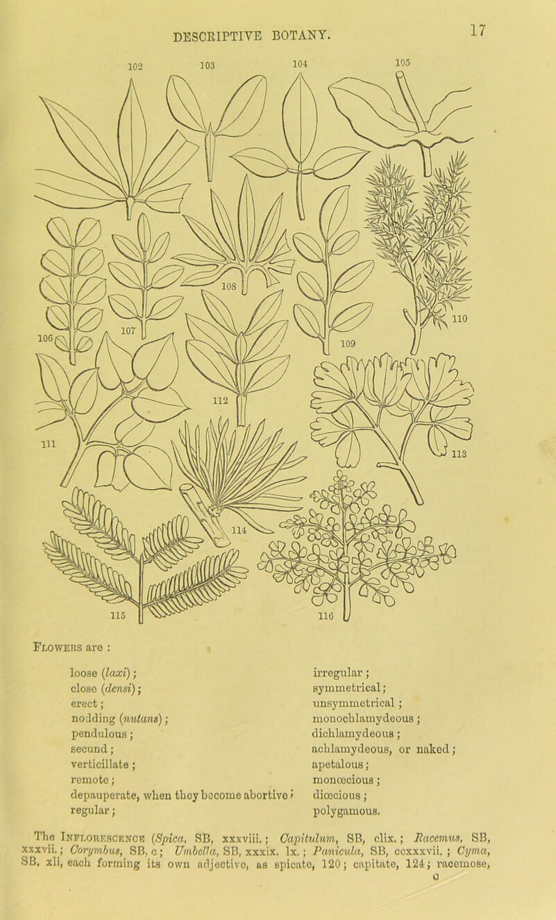 Flowers are : loose (laxi); close (densi); erect; nodding (nutans); pendulous; secund; verticillate; remote; depauperate, when they become abortive > regular; irregular; symmetrical; unsymmetrical; monocblamydeous; dicblamydeous; acblamydoous, or naked; apetalous; monoecious; dioecious; polygamous. The Inflorescence (Spica, SB, xxxviii.; Oapitulum, SB, clix.; Jtacemus, SB, xxxvii.; Oorymbus, SB, c; UmbcHa, SB, xxxix. lx.; Panicula, SB, ccxxxvii. ; Cyma, SB, xli, each forming its own adjective, us spicato, 120 j capitate, 124; racemose,