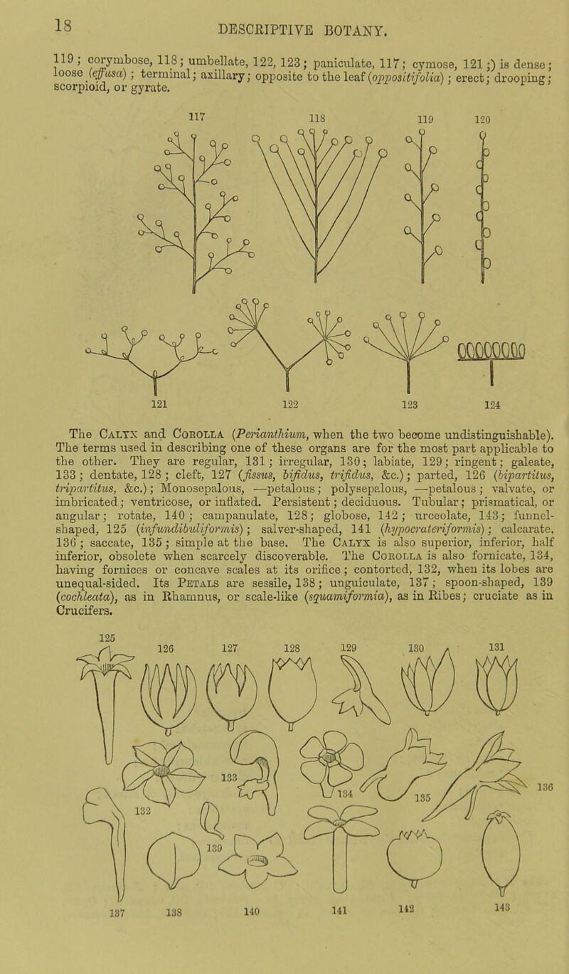 119; corymbose, 118; umbellate, 122,123; paniculate, 117; cymose, 121;) is dense; loose (effusa); terminal; axillary; opposite to the leaf (oppositifolia); erect; drooping: scorpioid, or gyrate. The Calyx and Corolla (Penanthium, when the two become undistinguishable). The terms used in describing one of these organs are for the most part applicable to the other. They are regular, 131; irregular, 130; labiate, 129; ringent; galeate, 133 ; dentate, 128 ; cleft, 127 (fissus, bifidus, trifidus, &c.); parted, 126 (bipartitus, tripartitus, &c.); Monosepalous, -—petalous; polysepalous, —petalous ; valvate, or imbricated; ventricose, or inflated. Persistent; deciduous. Tubular; prismatical, or angular; rotate, 140; campanulate, 128; globose, 142; urceolate, 143; funnel- shaped, 125 (infundibuliformis); salver-shaped, 141 ([hypocrateriformis); calcarate, 136 ; saccate, 135 ; simple at the base. The Calyx is also superior, inferior, half inferior, obsolete when scarcely discoverable. The Corolla is also fornicate, 134, having fornices or concave scales at its orifice; contorted, 132, when its lobes are unequal-sided. Its Petals are sessile, 138; unguiculate, 137; spoon-shaped, 139 (cochleata), as in Rhamnus, or scale-like (squamifortnia), as in Ribes; cruciate as in Crucifers. 125