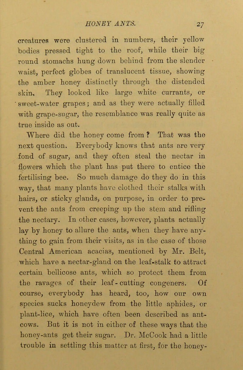 creatures were clustered in numbers, their yellow bodies pressed tight to the roof, while their big round stomachs hung down behind from the slender - waist, perfect globes of translucent tissue, showing the amber honey distinctly through the distended skim They looked like large white currants, or sweet-water grapes; and as they were actually filled with grape-sugar, the resemblance was really quite as true inside as out. Where did the honey come from ? That- was the next question. Everybody knows that ants are very fond of sugar, and they often steal the nectar in flowers which the plant has put there to entice the fertilising bee. So much damage do they do in this way, that many plants have clothed their stalks with hairs, or sticky glands, on purpose, in order to pre- vent the ants from creeping up the stem and rifling the nectary. In other cases, however, plants actually lay by honey to allure the ants, when they have any- thing to gain from their visits, as in the case of those Central American acacias, mentioned, by Mr. Belt, which have a nectar-gland on the leaf-stalk to attract certain bellicose ants, which so protect them from the ravages of their leaf - cutting congeners. Of course, everybody has heard, too, how our own species sucks honeydew from the little aphides, or plant-lice, which have often been described as ant- cows. But it is not in either of these ways that the honev-ants get their sugar. Dr. McCook had a little trouble in settling this matter at first, for the honey-