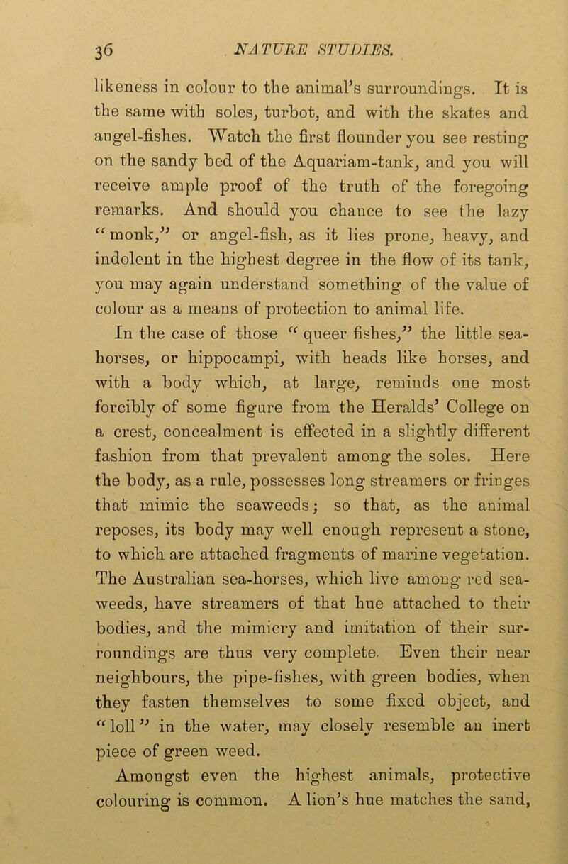likeness in colour to the animal’s surroundings. It is the same with soles, turbot, and with the skates and angel-fishes. Watch the first flounder you see resting on the sandy bed of the Aquariam-tank, and you will receive ample proof of the truth of the foregoing remarks. And should you chance to see the lazy “ monk,” or angel-fish, as it lies prone, heavy, and indolent in the highest degree in the flow of its tank, you may again understand something of the value of colour as a means of protection to animal life. In the case of those “ queer fishes,” the little sea- horses, or hippocampi, with heads like horses, and with a body which, at large, reminds one most forcibly of some figure from the Heralds’ College on a crest, concealment is effected in a slightly different fashion from that prevalent among the soles. Here the body, as a rule, possesses long streamers or fringes that mimic the seaweeds; so that, as the animal reposes, its body may well enough represent a stone, to which are attached fragments of marine vegetation. The Australian sea-horses, which live among red sea- weeds, have streamers of that hue attached to their bodies, and the mimicry and imitation of their sur- roundings are thus very complete. Even their near neighbours, the pipe-fishes, with green bodies, when they fasten themselves to some fixed object, and “ loll ” in the water, may closely resemble an inert piece of green weed. Amongst even the highest animals, protective colouring is common. A lion’s hue matches the sand,