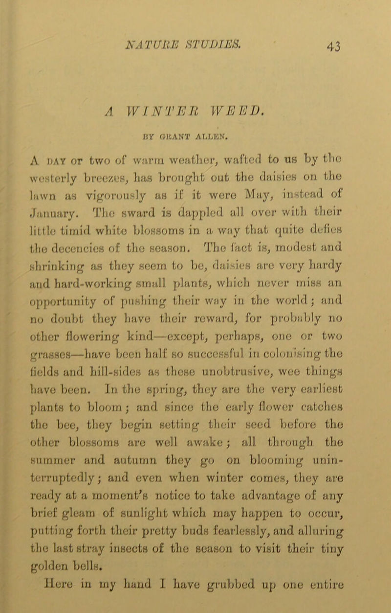 A WINTER WEED. HV GRANT ALLEN. A hay or two of warm, weather, wafted to uh by the westerly breezes, has brought out the daisies on the lawn as vigorously as if it were May, instead of .January. Tho sward is dappled all over with their little timid white blossoms in a way that quite defies tho decencies of the season. The fact is, modest and shrinking as they seem to be, daisies are very hardy and hard-working small plants, which never miss an opportunity of pushing their way in the world; and no doubt they have their reward, for probably no other flowering kind—except, perhaps, one or two grasses—have been half so successful in colonising the fields and hill-sides as these unobtrusive, wee things have been. In the spring, they are the very earliest plants to bloom; and since the early flower catches the bee, they begin setting their seed before the other blossoms are well awake; all through the summer and autumn they go on blooming unin- terruptedly; and even when winter comes, they are ready at a moment's notice to take advantage of any brief gleam of sunlight which may happen to occur, putting forth their pretty buds fearlessly, and alluring the last stray insects of the season to visit their tiny golden bells. Here in my hand 1 have grubbed up one entire