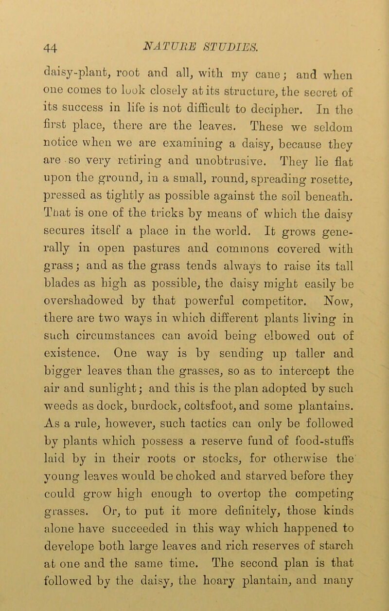 daisy-plant, root and all, witli my cane ; and wlion one comes to look closely at its structure, the secret of its success in life is not difficult to decipher. In the first place, there are the leaves. These we seldom notice when we are examining a daisy, because they are so very retiring and unobtrusive. They lie flat upon the ground, in a small, round, spreading rosette, pressed as tightly as possible against the soil beneath. That is one of the tricks by means of which the daisy secures itself a place in the world. It grows gene- rally in open pastures and commons covered with grass; and as the grass tends always to raise its tall blades as high as possible, the daisy might easily be overshadowed by that powerful competitor. Now, there are two ways in which different plants living in such circumstances can avoid being elbowed out of existence. One way is by sending up taller and bigger leaves than the grasses, so as to intercept the air and sunlight; and this is the plan adopted by such weeds as dock, burdock, coltsfoot, and some plantains. As a rule, liowrever, such tactics can only be followed by plants which possess a reserve fund of food-stuff's laid by in their roots or stocks, for otherwise the young leaves would be choked and starved before they could grow high enough to overtop the competing grasses. Or, to put it more definitely, those kinds alone have succeeded in this way which happened to develope both large leaves and rich reserves of starch at one and the same time. The second plan is that followed by the daisy, the hoary plantain, and many
