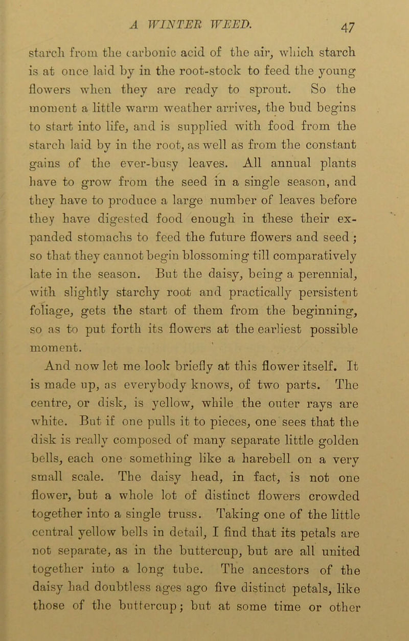 starch from the carbonic acid of the air, which starch is at once laid by in the root-stock to feed the young flowers when they are ready to sprout. So the moment a little warm weather arrives, the bud begins to start into life, and is supplied with food from the starch laid by in the root, as well as from the constant gains of the ever-busy leaves. All annual plants hare to grow from the seed in a single season, and they have to produce a large number of leaves before they have digested food enough in these their ex- panded stomachs to feed the future flowers and seed ; so that they cannot begin blossoming till comparatively late in the season. But the daisy, being a perennial, with slightly starchy root and practically persistent foliage, gets the start of them from the beginning, so as to put forth its flowers at the earliest possible moment. And now let me look briefly at this flower itself. It is made up, as everybody knows, of two parts. The centre, or disk, is yellow, while the outer rays are white. But if one pulls it to pieces, one sees that the disk is really composed of many separate little golden bells, each one something like a harebell on a very small scale. The daisy head, in fact, is not one flower, but a whole lot of distinct flowers crowded together into a single truss. Taking one of the little central yellow bells in detail, I find that its petals are not separate, as in the buttercup, but are all united together into a long tube. The ancestors of the daisy had doubtless ages ago five distinct petals, like those of the buttercup; but at some time or other