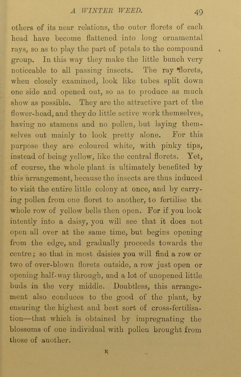 others of its near relations, the outer florets of each head have become flattened into long ornamental rays, so as to play the part of petals to the compound group. In this way they make the little bunch very noticeable to all passing insects. The ray *florets, when closely examined, look like tubes split down one side and opened out, so as to produce as much show as possible. They are the attractive part of the flower-liead, and they do little active work themselves, having no stamens and no pollen, but laying them- selves out mainly to look pretty alone. For this purpose they are coloured white, with pinky tips, instead of being yellow, like the central florets. Yet, of course, the whole plant is ultimately benefited by this arrangement, because the insects are thus induced to visit the entire little colony at once, and by carry- ing pollen from one floret to another, to fertilise the whole row of yellow bells then open. For if you look intently into a daisy, you will see that it does not open all over at the same time, but begins opening from the edge, and gradually proceeds towards the centre; so that in most daisies you will find a row or two of over-blown florets outside, a row just open or opening half-way through, and a lot of unopened little buds in the very middle. Doubtless, this arrange- ment also conduces to the good of the plant, by ensuring the highest and best sort of cross-fertilisa- tion—that which is obtained by impregnating the blossoms of one individual with pollen brought from those of another.
