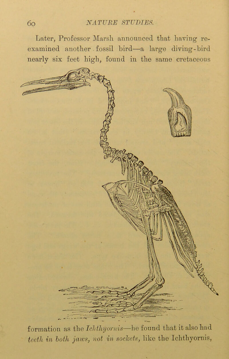 Later, Professor Marsh announced that having re- examined another fossil bird—a large diving-bird nearly six feet high, found in the same cretaceous formation as the Iclithyornis—lie found that it also had teeth in both jaws, not in sockets, like the Iclithyornis,