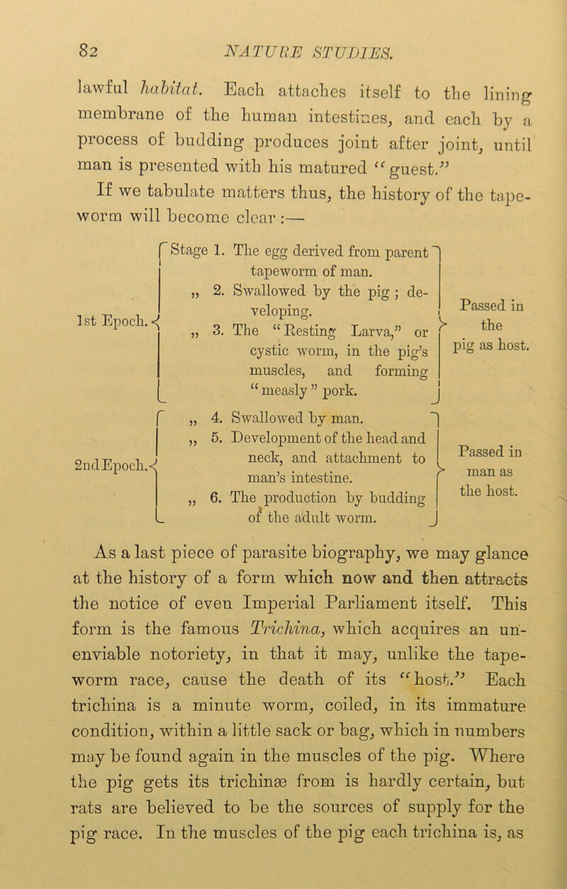 lawful habitat. Each attaches itself to the lining membrane of the human intestines, and each by a process of budding produces joint after joint, until man is presented with his matured “ guest.'” If we tabulate matters thus, the history of the tape- worm will become clear :— 1 st Epoch. <( Stage 1. The egg derived from parent tapeworm of man. „ 2. Swallowed by the pig ; de- veloping. „ 3. The “Resting Larva,” or cystic worm, in the pig’s muscles, and forming “ measly ” pork. 1 > Passed in the pig as host. 2ndEpoch.< 4. Swallowed by man. 5. Development of the head and neck, and attachment to man’s intestine. 6. The production by budding of the adult worm. Passed in man as the host. As a last piece of parasite biography, we may glance at the history of a form which now and then attracts the notice of even Imperial Parliament itself. This form is the famous Trichina, which acquires an un- enviable notoriety, in that it may, unlike the tape- worm race, cause the death of its “host/* Each trichina is a minute worm, coiled, in its immature condition, within a little sack or bag, which in numbers may be found again in the muscles of the pig. Where the pig gets its trichinae from is hardly certain, but rats are believed to be the sources of supply for the pig race. In the muscles of the pig each trichina is, as