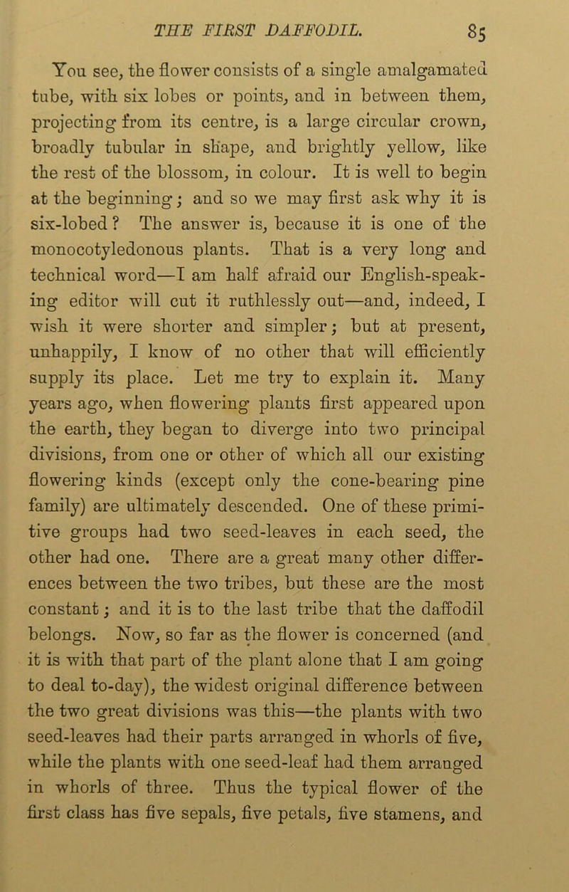 You see, the flower consists of a single amalgamated tube, with six lobes or points, and in between them, projecting from its centre, is a large circular crown, broadly tubular in shape, and brightly yellow, like the rest of the blossom, in colour. It is well to begin at the beginning-; and so we may first ask why it is six-lobed ? The answer is, because it is one of the monocotyledonous plants. That is a very long and technical word—I am half afraid our English-speak- ing editor will cut it ruthlessly out—and, indeed, I wish it were shorter and simpler; but at present, unhappily, I know of no other that will efficiently supply its place. Let me try to explain it. Many years ago, when flowering- plants first appeared upon the earth, they began to diverge into two principal divisions, from one or other of which all our existing flowering kinds (except only the cone-bearing pine family) are ultimately descended. One of these primi- tive groups had two seed-leaves in each seed, the other had one. There are a great many other differ- ences between the two tribes, but these are the most constant; and it is to the last tribe that the daffodil belongs. Now, so far as the flower is concerned (and it is with that part of the plant alone that I am going to deal to-day), the widest original difference between the two great divisions was this—the plants with two seed-leaves had their parts arranged in whorls of five, while the plants with one seed-leaf had them arranged in whorls of three. Thus the typical flower of the first class has five sepals, five petals, five stamens, and