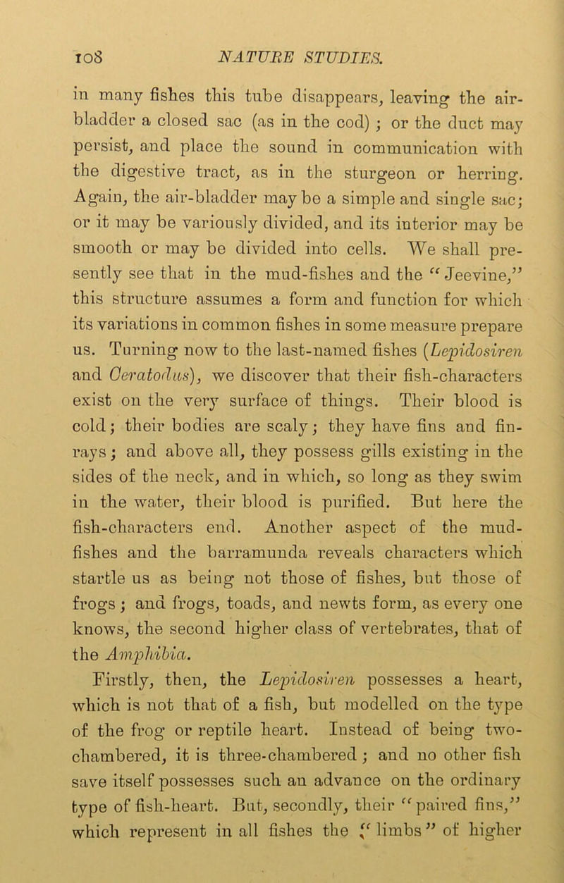 in many fishes this tube disappears, leaving the air- bladder a closed sac (as in the cod) ; or the duct may persist, and place the sound in communication with the digestive tract, as in the sturgeon or herring. Again, the air-bladder maybe a simple and single sac; or it may be variously divided, and its interior may be smooth or may be divided into cells. We shall pre- sently see that in the mud-fishes and the “ Jeevine,” this structure assumes a form and function for which its variations in common fishes in some measure prepare us. Turning now to the last-named fishes (Lepidosiren and Oeratorlus), we discover that their fish-characters exist on the very surface of things. Their blood is cold; their bodies are scaly; they have fins and fin- rays ; and above all, they possess gills existing in the sides of the neclc, and in which, so long as they swim in the water, their blood is purified. But here the fish-characters end. Another aspect of the mud- fishes and the barramunda reveals characters wdiich startle us as being not those of fishes, but those of frogs; and frogs, toads, and newts form, as every one knows, the second higher class of vertebrates, that of the Amphibia. Firstly, then, the Lepidosiren possesses a heart, which is not that of a fish, but modelled on the type of the frog or reptile heart. Instead of being two- chambered, it is three-chambered ; and no other fish save itself possesses such au advance on the ordinary type of fish-heart. But, secondly, their “paired fins,” which represent in all fishes the “limbs” of higher