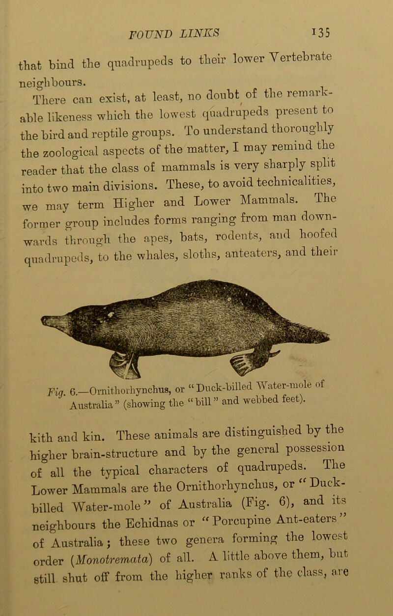 that bind the quadrupeds to their lower Vertebrate neighbours. There can exist, at least, no doubt of the remark- able likeness which the lowest quadrupeds present to the bird aud reptile groups. To understand thoroughly the zoological aspects of the matter, I may remind the reader that the class of mammals is very sharply split into two main divisions. These, to avoid technicalities, we may term Higher and Lower Mammals. The former group includes forms ranging from man down- wards through the apes, bats, rodents, and hoofed quadrupeds, to the whales, sloths, anteaters, and their Fin 6.—Ornithorhynchus, or “Duck-billed Water-mole of Australia” (showing the “bill” and webbed feet). kith and kin. These animals are distinguished by the higher brain-structure and by the general possession of all the typical characters of quadrupeds. The Lower Mammals are the Ornithorhynchus, or “ Duck- billed Water-mole” of Australia (Fig. 6), and its neighbours the Echidnas or Porcupine Ant-eaters” of Australia; these two genera forming the lowest order (Monotremata) of all. A little above them, but still shut off from the higher ranks of the class, are