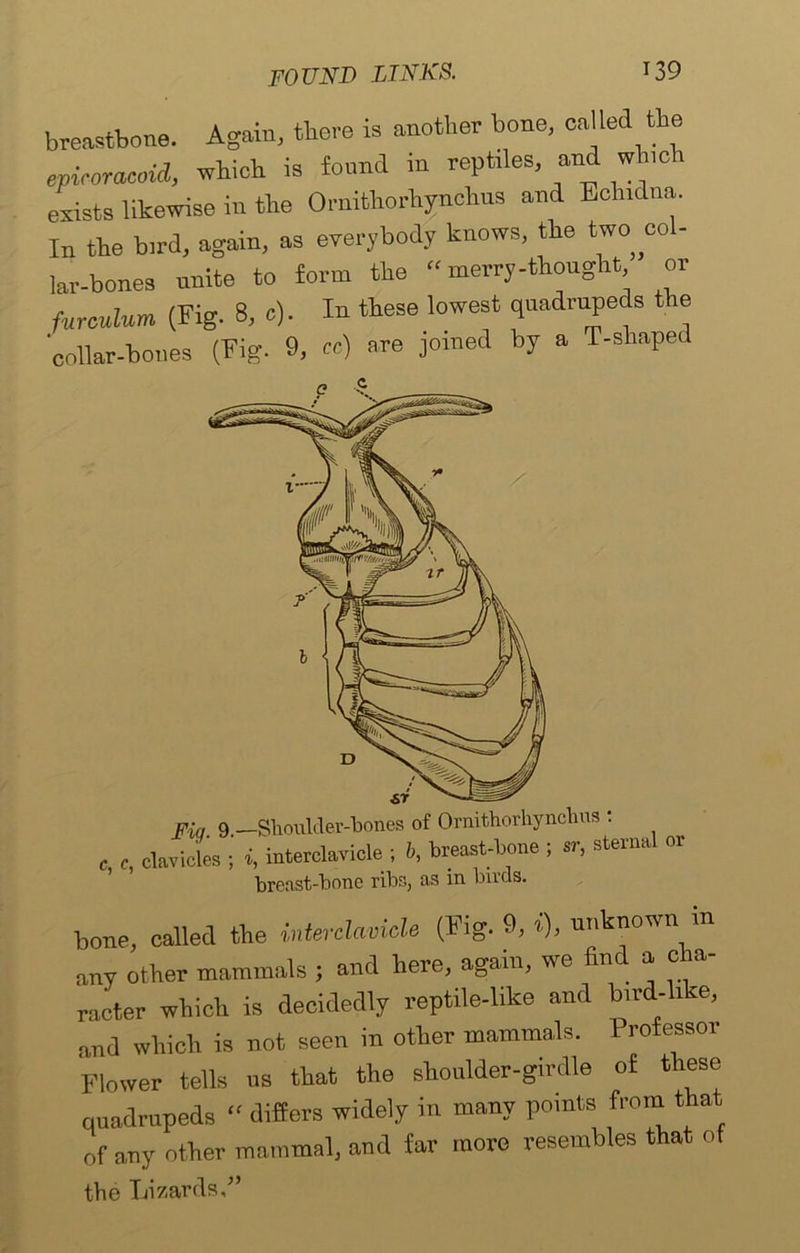 breastbone. Again, there is another bone, called the epicoracoid, which is found in reptiles, and winch exists likewise in the Ornithorhynchus and Echidna. In the bird, again, as everybody knows, the two co - lar-bones unite to form the “ merry-thought or furmlum (Fig. 8, <s). In these lowest quadrupeds t e collar-bones (Fig. 9, cc) are joined by a T-shaped Fid 9.—Shoulder-bones of Ornithorhynchus : c, c, clavicles ; i, interclavicle ; b, breast-bone ; sr, sterna or breast-bone ribs, as in buds. bone, called the interdavicle (Fig. 9, i), unknown m any other mammals ; and here, again, we find a c a- racter which is decidedly reptile-like and bird-like, and which is not seen in other mammals. Professor Flower tells us that the shoulder-girdle of these quadrupeds “ differs widely in many points from that of any other mammal, and far more resembles that of the Lizards/’