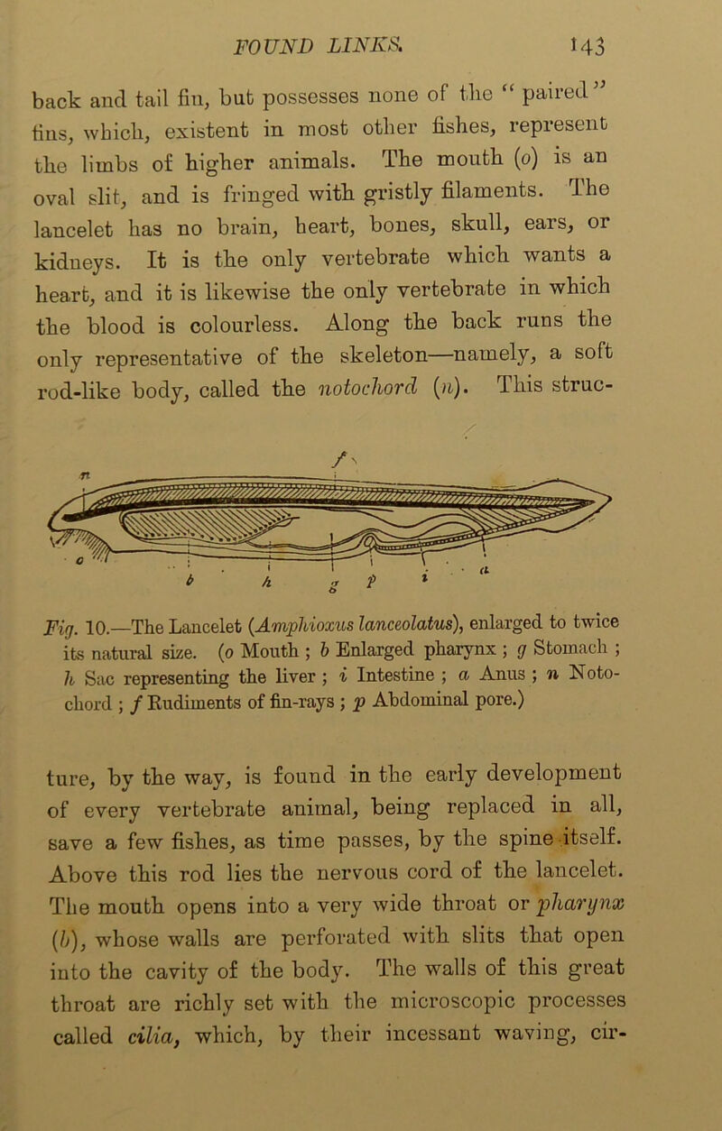 back and tail fin, but possesses none of tlie paiied fins, whicli, existent in most other fishes, repiesent the limbs of higher animals. The mouth (0) is an oval slit, and is fringed with gristly filaments. The lancelet has no brain, heart, bones, skull, ears, or kidneys. It is the only vertebrate which wants a heart, and it is likewise the only vertebrate in which the blood is colourless. Along the back runs the only representative of the skeleton—namely, a soft rod-like body, called the notochord (n). This struc- / /'■ Fig. 10—The Lancelet (Amphioxus lanceolatus), enlarged to twice its natural size. (0 Mouth ; b Enlarged pharynx ; g Stomach ; h Sac representing the liver ; i Intestine ; co Anus ; n Noto- chord ; / Rudiments of fin-rays ; p Abdominal pore.) ture, by the way, is found in the early development of every vertebrate animal, being replaced in all, save a few fishes, as time passes, by the spine itself. Above this rod lies the nervous cord of the lancelet. The mouth opens into a very wide throat or ‘pharynx (b), whose walls are perforated with slits that open into the cavity of the body. The walls of this great throat are richly set with the microscopic processes called cilia, which, by their incessant waving, cir-