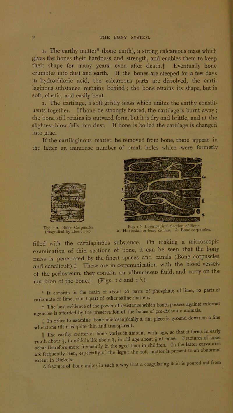 1. The earthy matter* (bone earth), a strong calcareous mass which gives the bones their hardness and strength, and enables them to keep their shape for many years, even after death.f Eventually bone crumbles into dust and earth. If the bones are steeped for a few days in hydrochloric acid, the calcareous parts are dissolved, the carti- laginous substance remains behind ; the bone retains its shape, but is soft, elastic, and easily bent. 2. The cartilage, a soft gristly mass which unites the earthy constit- uents together. If bone be strongly heated, the cartilage is burnt away; the bone still retains its outward form, but it is dry and brittle, and at the slightest blow falls into dust. If bone is boiled the cartilage is changed into glue. If the cartilaginous matter be removed from bone, there appear in the latter an immense number of small holes which were formerly filled with the cartilaginous substance. On making a microscopic examination of thin sections of bone, it can be seen that the bony mass is penetrated by the finest spaces and canals (Bone corpuscles and canaliculi)4 These are in communication with the blood vessels of the periosteum, they contain an albuminous fluid, and carry on the nutrition of the bone.|| (Figs, la and lb.) * It consists in the main of about 50 parts of phosphate of lime, 10 parts of carbonate of lime, and I part of other saline matters. t The best evidence of the power of resistance which bones possess against external agencies is afforded by the preservation of the bones of pre-Adamite animals. + in order to examine bone microscopically a flat, piece is ground down on a fine whetstone till it is quite thin and transparent. y xhc earthy matter of bone varies in amount with age, so that it forms in eaily youth about h, in middle life about f, in old age about £ of bone. Fractures of bone occur therefore more frequently in the aged than in children. In the latter curvatures are frequently seen, especially of the legs ; the soft matter is present to an abnormal extent in Rickets. , , A fracture of bone unites in such a way that a coagulating fluid is poured out horn