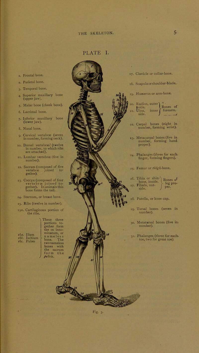 5- PLATE I. 1. Frontal bone. 2. Parietal bone. 3. Temporal bone. 4. Superior maxillary bone (upper jaw). 5. Malar bone (cheek bone). 6. Lacrimal bone. 7. Inferior maxillary bone (lower jaw). 8. Nasal bone. 9. Cervical vertebrae (seven in number, forming neck). 10. Dorsal vertebrae.' (twelve in number, to which ribs are attached). n. Lumbar vertebra; (five in number). 12. Sacrum (composed of five vertebrae joined to- gether). 13. Coccyx (composed of four vertebra; joined to- gether). In animals this bone forms the tail. 14. Sternum, or breast bone. 15. Ribs (twelve in number). 15a,. Cartilaginous portion of the ribs. These three portions to- gether form the os inno- minatum, or nameless bone. The two nameless bones with the sacrum fo r m the pelvis. 16a. Ilium M. Ischium 16c. Pubes 17. Clavicle or collar-bone. i&. Scapulaorshoulder-blade. 19. Humerus or arm-bone. 20. Radius, outerj * • | side. I Bones of 21. Ulna, inner j forearm. side. J i 22. Carpal bones (eight in number, forming wrist). 23. Metacarpal bones (five in number, forming hand proper). 24. Phalanges (three for each finger, forming fingers). 25. Femur or thigh-'aone.. 26. Tibia or shin-'} Bones Qf bone, inside. ( , 27. Fibula, out- “ F side. ) per’ 28. Patella, or knee cap. 29. Tarsal bones (seven in number). 30. Metatarsal bones (five in. number). 31. Phalanges (three for each, toe, two for great toe).