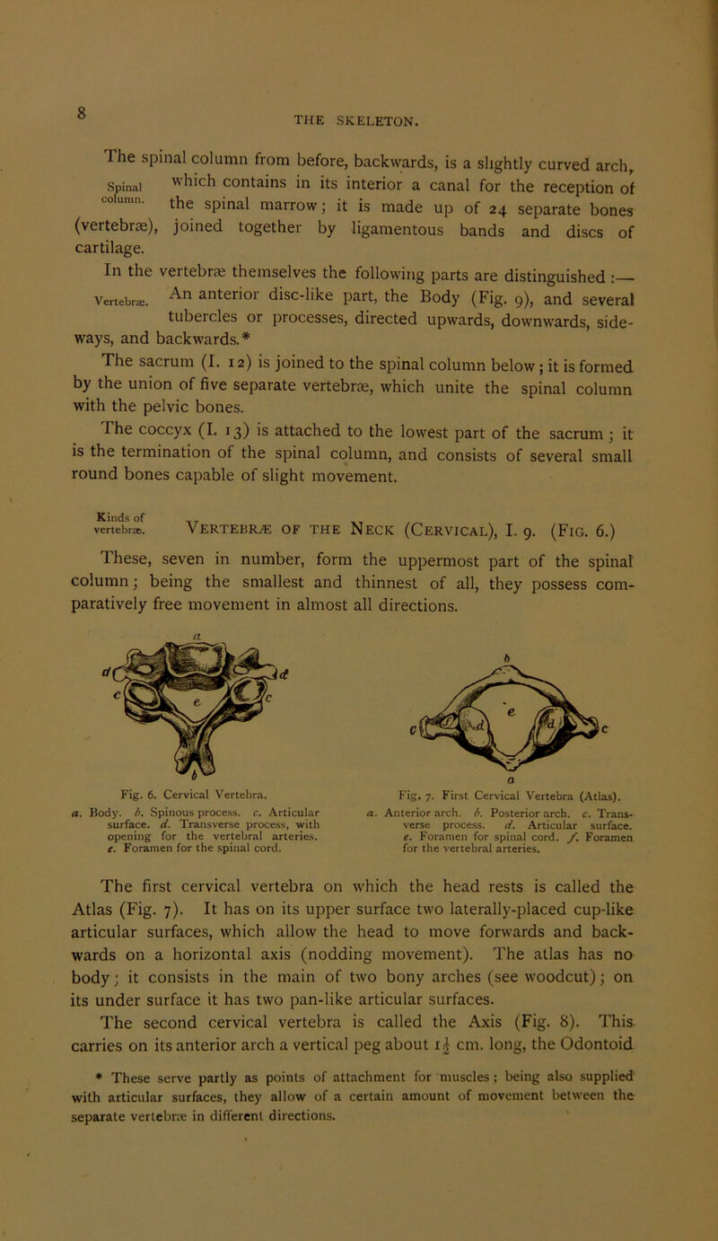 THE SKELETON. The spinal column from before, backwards, is a slightly curved arch. Spinal which contains in its interior a canal for the reception of the spinal marrow; it is made up of 24 separate bones (vertebrae), joined together by ligamentous bands and discs of cartilage. In the vertebrae themselves the following parts are distinguished : Vertebra;. anter'01 disc-like part, the Body (Fig. 9), and several tubercles or processes, directed upwards, downwards, side- ways, and backwards.* The sacrum (I. 12) is joined to the spinal column below; it is formed by the union of five separate vertebrae, which unite the spinal column with the pelvic bones. I he coccyx (I. 13) is attached to the lowest part of the sacrum ; it is the termination of the spinal column, and consists of several small round bones capable of slight movement. vertebrae. VERTEBRAE OF THE NECK (CERVICAL), I. 9. (FlG. 6.) These, seven in number, form the uppermost part of the spinal column; being the smallest and thinnest of all, they possess com- paratively free movement in almost all directions. Fig. 6. Cervical Vertebra. a. Body. b. Spinous process, c. Articular surface, d. Transverse process, with opening for the vertebral arteries. e. Foramen for the spinal cord. 6 a. Anterior arch. b. Posterior arch. c. Trans- verse process. d. Articular surface. e. Foramen for spinal cord. f. Foramen for the vertebral arteries. The first cervical vertebra on which the head rests is called the Atlas (Fig. 7). It has on its upper surface two laterally-placed cup-like articular surfaces, which allow the head to move forwards and back- wards on a horizontal axis (nodding movement). The atlas has no body; it consists in the main of two bony arches (see woodcut); on its under surface it has two pan-like articular surfaces. The second cervical vertebra is called the Axis (Fig. 8). This carries on its anterior arch a vertical peg about ri cm. long, the Odontoid * These serve partly as points of attachment for muscles; being also supplied with articular surfaces, they allow of a certain amount of movement between the separate vertebne in different directions.