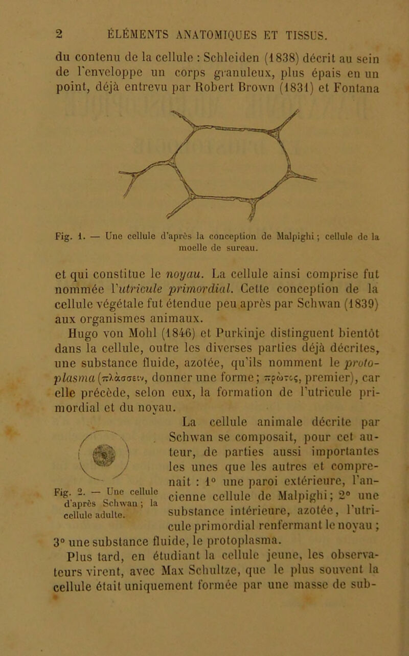 du contenu de la cellule : Schleiden (1838) décrit au sein de l'enveloppe un corps granuleux, plus épais en un point, déjà entrevu par Robert Brown (1831) et Fontana Fig. 1. — Une cellule d’aprùs la conception de Malpiglii; cellule de la moelle de sureau. et qui constitue le noijau. La cellule ainsi comprise fut nommée Vutricule primordial. Cette conception de la cellule végétale fut étendue peu après par Schwan (1839) aux organismes animaux. Hugo von Molli (1846) et Purkinje distinguent bientôt dans la cellule, outre les diverses parties déjà décrites, une substance fluide, azotée, qu’ils nomment le pruto- plasmadonner une forme; -fÙTcç, premier), car elle précède, selon eux, la formation de l’utricule pri- mordial et du noyau. La cellule animale décrite par Schwan se composait, pour cet au- teur, de parties aussi importantes les unes que les autres et compre- nait : 1° une paroi extérieure, l'an- cienne cellule de Malpiglii; 2® une daprès Scliwau ; la , . ■ .. i< , • cellule adulte. substance intérieure, azotée, 1 utri- cule primordial renfermant le noyau ; 3® une substance fluide, le protoplasma. Plus tard, en étudiant la cellule jeune, les observa- teurs virent, avec Max Scbultze, que le plus souvent la cellule était uniquement formée par une masse de sub-