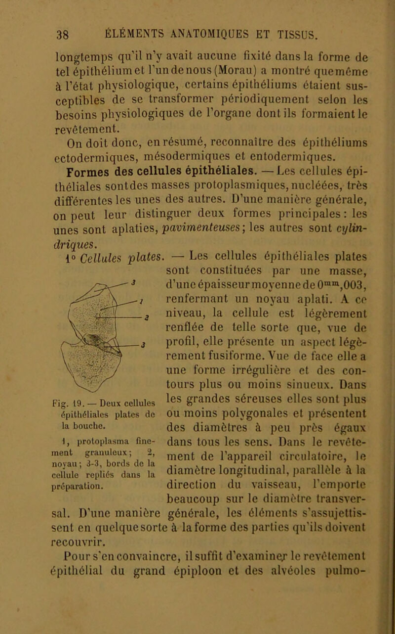 longtemps qu’il n’y avait aucune fixité dans la forme de tel épithéliumet l’un de nous (Morau) a montré queméme à l’état physiologique, certains épithéliums étaient sus- ceptibles de se transformer périodiquement selon les besoins physiologiques de l’organe dont ils formaient le revêtement. On doit donc, en résumé, reconnaître des épithéliums ectodermiques, mésodermiques et entodermiques. Formes des cellules épithéliales. —Les cellules épi- théliales sontdes masses protoplasmiques, nucléées, très différentes les unes des autres. D’une manière générale, on peut leur distinguer deux formes principales : les unes sont aplaties, pavimenteuses ; les autres sont cylin- driques. 1® Cellules plates. — Les cellules épithéliales plates sont constituées par une masse, d’une épaisseur moyenne de 0“®,003, renfermant un noyau aplati. A ce niveau, la cellule est légèrement renflée de telle sorte que, vue de profit, elle préseute un aspect légè- rement fusiforme. Vue de face elle a une forme irrégulière et des con- tours plus ou moins sinueux. Dans les grandes séreuses elles sont plus ou moins polygonales et présentent des diamètres à peu près égaux dans tous les sens. Dans le revête- ment de l’appareil circulatoire, le diamètre longitudinal, parallèle à la direction du vaisseau, l’emporte beaucoup sur le diamètre transver- sal. D’une manière générale, les éléments s’assujettis- sent en quelque sorte à la forme des parties qu’ils doivent recouvrir. Pour s'en convaincre, il suffit d’examinqr le revêtement épithélial du grand épiploon et des alvéoles pulmo- Fig. 19. — Deux cetlules épitliélialcs plates de la bouclio. 1, protoplasma fine- meot granuleux ; 2, noyau; 3-3, bords do la cellule repliés dans la préparation.