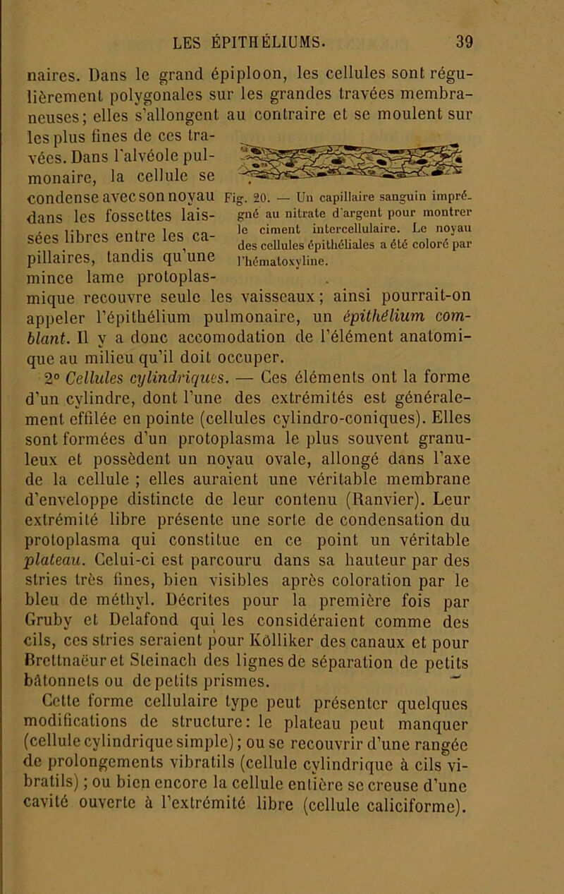 naires. Dans le grand épiploon, les cellules sont régu- lièremenl polygonales sur les grandes travées membra- neuses; elles s’allongent au contraire et se moulent sur les plus fines de ces tra- vées. Dans l'alvéole pul- monaire, la cellule se condense avec son noyau Fig. 20. — Un capillaire sanguin impré- dans les fossettes lais- gné au nitrate d'argent pour montrer sees libres entre les ca- épithéHaies a été coloré par pillaires, tandis cju une l’hématoxyiine. mince lame protoplas- mique recouvre seule les vaisseaux ; ainsi pourrait-on appeler l’épithélium pulmonaire, un épithélium com- blant. Il y a doue accomodalion de l’élément anatomi- que au milieu qu’il doit occuper. 2“ Cellules cylindriqites. — Ces éléments ont la forme d’un cylindre, dont l’une des extrémités est générale- ment effilée en pointe (cellules cylindro-coniques). Elles sont formées d’un protoplasma le plus souvent granu- leux et possèdent un noyau ovale, allongé dans l’axe de la cellule ; elles auraient une véritable membrane d’enveloppe distincte de leur contenu (Ranvier). Leur extrémité libre présente une sorte de condensation du protoplasma qui constitue en ce point un véritable plateau. Celui-ci est parcouru dans sa hauteur par des stries très fines, bien visibles après coloration par le bleu de méthyl. Décrites pour la première fois par Gruby et Delafond qui les considéraient comme des cils, ces stries seraient pour Kôlliker des canaux et pour Brettnaëuret Steinach des lignes de séparation de petits bâtonnets ou de petits prismes.  Cette forme cellulaire type peut présenter quelques modifications de structure: le plateau peut manquer (cellule cylindrique simple) ; ou se recouvrir d’une rangée de prolongements vibratils (cellule cylindrique à cils vi- bratils) ; ou bien encore la cellule entière se creuse d’une cavité ouverte à l’extrémité libre (cellule caliciforme).