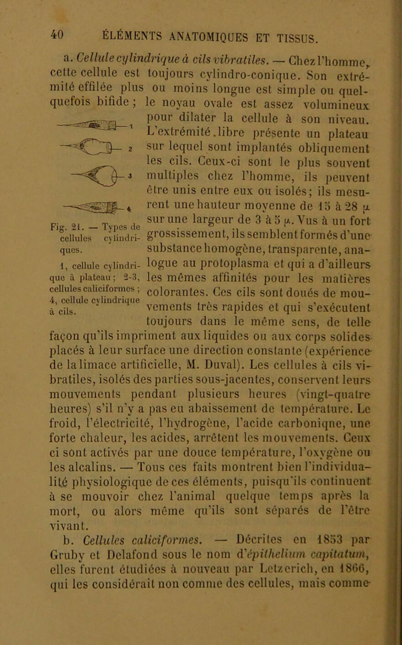 a. Cellule cylindrique à cils vibrantes. — Chez l'homme^ cette cellule est toujours cylindro-conique. Son extré- mité effilée plus ou moins longue est simple ou quel- le noyau ovale est assez volumineux pour dilater la cellule à son niveau. L’extrémité .libre présente un plateau sur lequel sont implantés obliquement les cils. Ceux-ci sont le plus souvent multiples chez l’homme, ils peuvent être unis entre eux ou isolés; ils mesu- rent une hauteur moyenne de 15 à 28 a sur une largeur de 3 à 3 [x. Vus à un fort grossissement, ils semblent formés d’une substance homogène, transparente, ana- logue au protoplasma et qui a d’ailleurs les mêmes affinités pour les matières colorantes. Ces cils sont doués de mou- vements très rapides et qui s’e.xécutent toujours dans le même sens, de telle façon qu’ils impriment aux liquides ou aux corps solides placés à leur surface une direction constante (expérience de la limace artificielle, M. Duval). Les cellules à cils vi- bratiles, isolés des parties sous-jacentes, conservent leurs mouvements pendant plusieurs heures (vingt-quatre heures) s’il n’y a pas eu abaissement de température. Le froid, l’électricité, l’hydrogène, l’acide carbonique, une forte chaleur, les acides, arrêtent les mouvements. Ceux ci sont activés par une douce température, l’oxygène ou les alcalins. — Tous ces faits montrent bien l'individua- lifé physiologique de ces éléments, puisqu’ils continuent à se mouvoir chez l’animal quelque temps après la mort, ou alors même qu’ils sont séparés de l’être vivant. b. Cellules caliciformes. — Décrites en 1853 par Gruby et Delafond sous le nom d'épilhelium capitatum, elles furent étudiées à nouveau par Lctzerich,cn 1866, qui les considérait non comme des cellules, mais comme- querois mncte ; Fig. 21. — Types de cellules cylindri- ques. 1, cellule cylindri- que à plateau ; 2-3, cellules caliciformes ; 4, cellule cylindrique à cils.