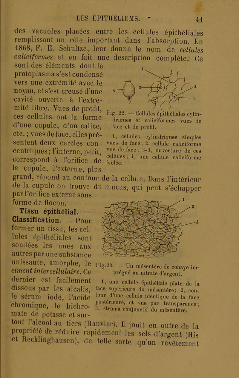 des vacuoles placées entre les cellules épithéliales remplissant un rôle important dans l’absorption. En 1868, F. E. Schullze, leur donne le nom de cellules caliciformes et en fait une description complète. Ce sont des éléments dont le protoplasma s’est condensé vers une extrémité avec le noyau, et s’est creusé d’une cavité ouverte à l’extré- mité libre. Vues de profil, ces cellules ont la forme d’une cupule, d’un calice, etc. ; vues de face, elles pré- sentent deux cercles con — Cellules épithéliales cylin- driques et caliciformes vues de face et de profil. 1, cellules cylindriques simples vues de face; 2, cellule caliciforme centriques; l’interne, petit °“''e''ture de ces correspond à l’orifice dé Sé?’^’ la cupule, l’externe, plus grand, répond au contour de la cellule. Dans l’intérieur de la cupule on trouve du mucus, qui peut s’échapper par l’orifice externe sous forme de flocon. Tissu épithélial. — Classification. — Pour .3 former un tissu, les cel- lules épithéliales sont soudées les unes aux autres par une substance unissante, amorphe, le Fîn-OQ rT« m/.con(\ i, ... 71 I . ^ lig.-a. Un mésentère de cobaye im- Ciment inlercellulaire. Ce prégné au nitrate d’argent, dernier est facilement t, une cellule épithéliale plate de la dissous par les alcalis, supérieure du mésentère; 2, cou- le sérum iodé, l’acide cellule identique de la face chromique, le bichro- P/ t^isparenco; mate de potasse et sur- tout l’alcool au tiers (Uanvier). Il jouit en outre de la propriété dé réduire rapidement les sels d’argent (His et Recklinghausen), de telle sorte qu’un revêtement