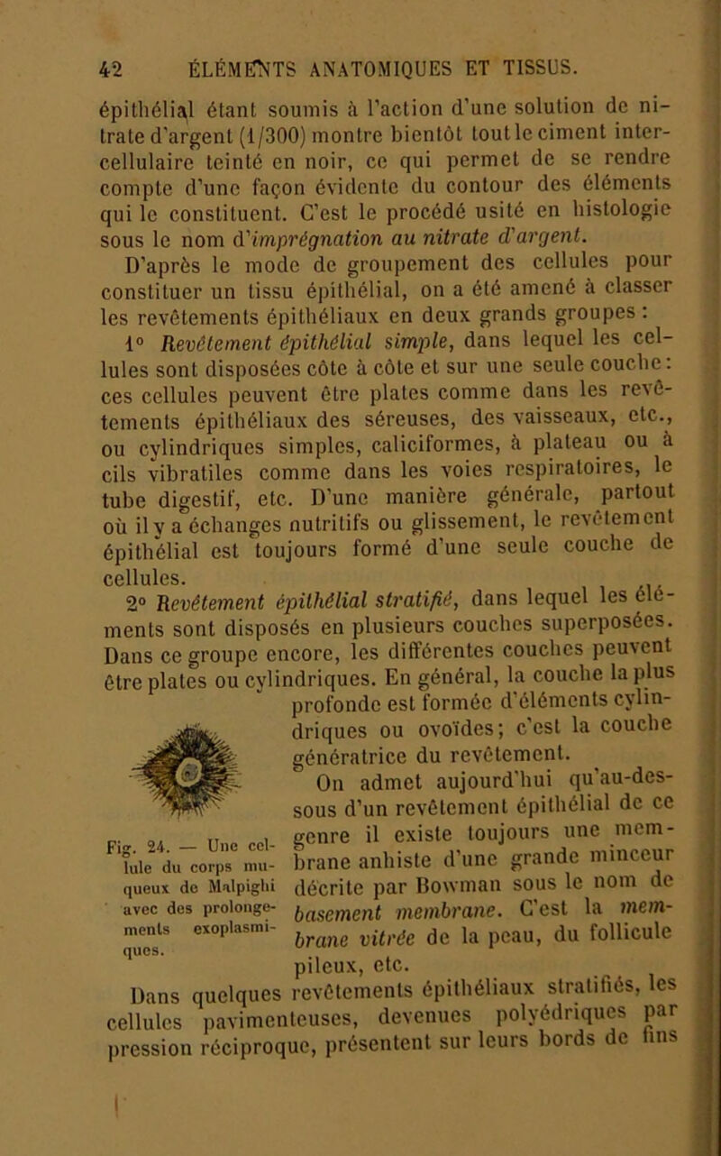 épitliélial étant soumis à l’action d’une solution de ni- trate d’argent (1/300) montre bientôt toutleciment inter- cellulaire teinté en noir, ce qui permet de se rendre compte d’une façon évidente du contour des éléments qui le constituent. C’est le procédé usité en histologie sous le nom d'imprégnation au nitrate d'argent. D’après le mode de groupement des cellules pour constituer un tissu épitliélial, on a été amené à classer les revêtements épithéliaux en deux grands groupes : 1° Revêtement épithélial simple, dans lequel les cel- lules sont disposées côte à côte et sur une seule couche: ces cellules peuvent être plates comme dans les revê- tements épithéliaux des séreuses, des vaisseaux, etc., ou cylindriques simples, caliciformes, à plateau ou à cils vibratiles comme dans les voies respiratoires, le tube digestif, etc. D’une manière générale, partout où il y a échanges nutritifs ou glissement, le revêtement épithélial est toujours formé d’une seule couche de cellules. 2® Revêtement épithélial stratifié, dans lequel les élé- ments sont disposés en plusieurs couches superposées. Dans ce groupe encore, les différentes couches peuvent être plates ou cylindriques. En général, la couche la plus profonde est formée d’éléments cylin- driques ou ovoïdes; c’est la couche génératrice du revêtement. On admet aujourd'hui qu’au-des- sous d’un revêtement épithélial de ce genre il existe toujours une mem- brane anhiste d’une grande minceur décrite par Bowman sous le nom de basement membrane. C’est la mem- brane vitrée de la peau, du follicule pileux, etc. Dans quelques revêtements épithéliaux stratifiés, les cellules pavimenteuses, devenues polyédriques par jiression réciproque, présentent sur leurs bords e ms Fig. 24. — Une cel- lule du corps mu- queux do Malpiglii avec des proloiige- menls exoplasmi- ques. I