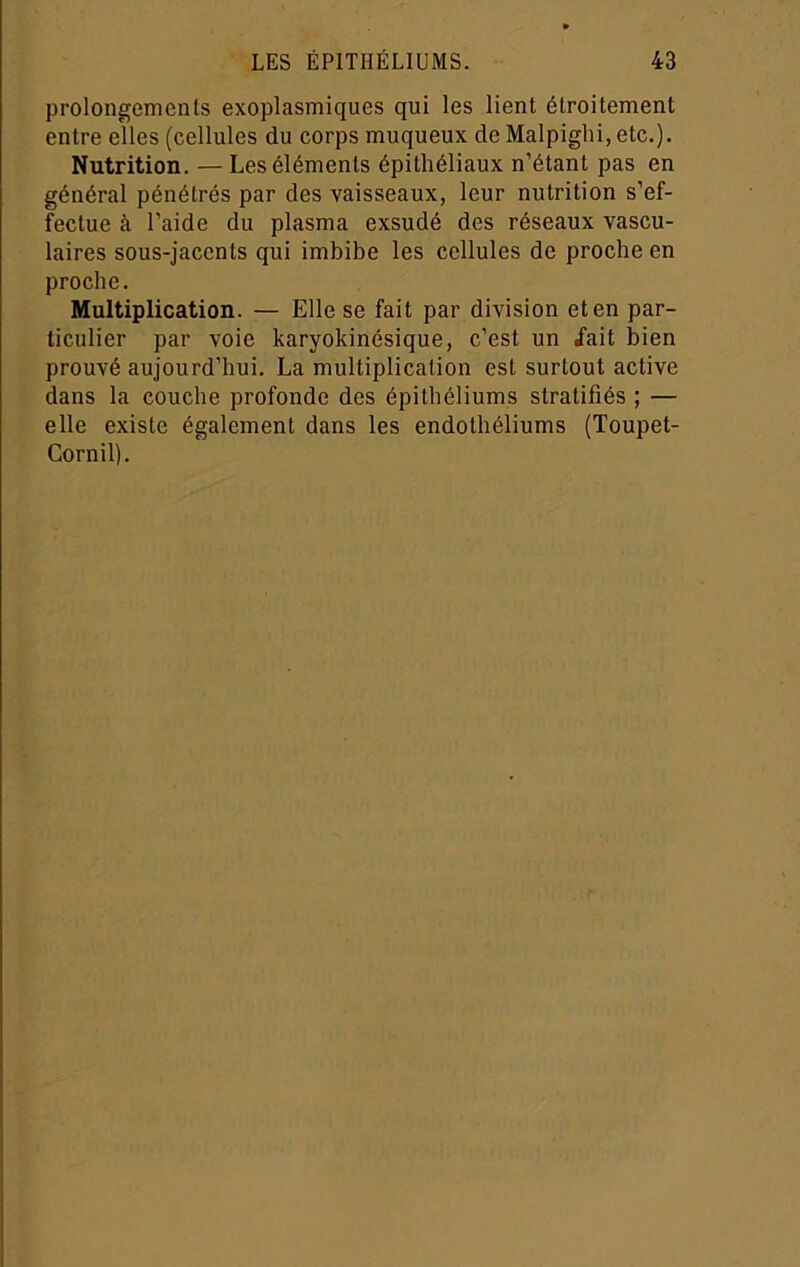 prolongements exoplasmiques qui les lient étroitement entre elles (cellules du corps muqueux de Malpighi, etc.). Nutrition. —Les éléments épithéliaux n’étant pas en général pénétrés par des vaisseaux, leur nutrition s’ef- fectue à l’aide du plasma exsudé des réseaux vascu- laires sous-jacents qui imbibe les cellules de proche en proche. Multiplication. — Elle se fait par division et en par- ticulier par voie karyokinésique, c’est un /ait bien prouvé aujourd’hui. La multiplication est surtout active dans la couche profonde des épithéliums stratifiés ; — elle existe également dans les endothéliums (Toupet- Cornil).