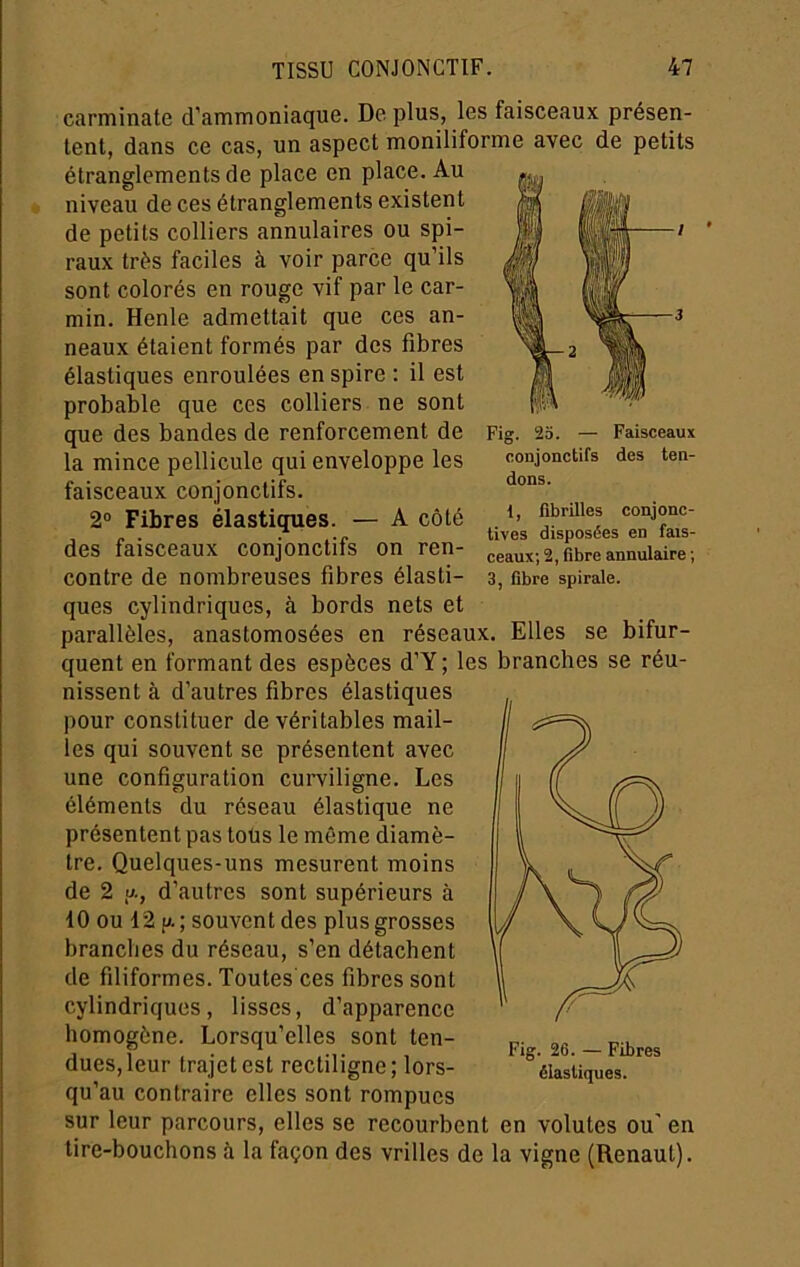 Fig. 2o. — Faisceaux conjonctifs des ten- dons. i, fibrilles conjonc- tives disposées en fais- ceaux; 2, fibre annulaire ; 3, fibre spirale. carminate d’ammoniaque. De plus, les faisceaux présen- tent, dans ce cas, un aspect moniliforme avec de petits étranglements de place en place. Au niveau de ces étranglements existent de petits colliers annulaires ou spi- raux très faciles à voir parce qu’ils sont colorés en rouge vif par le car- min. Henle admettait que ces an- neaux étaient formés par des fibres élastiques enroulées en spire : il est probable que ces colliers ne sont que des bandes de renforcement de la mince pellicule qui enveloppe les faisceaux conjonctifs. 2° Fibres élastiques. — A côté des faisceaux conjonctifs on ren- contre de nombreuses fibres élasti- ques cylindriques, à bords nets et parallèles, anastomosées en réseaux. Elles se bifur- quent en formant des espèces d’Y ; les branches se réu- nissent à d’autres fibres élastiques pour constituer de véritables mail- les qui souvent se présentent avec une configuration curviligne. Les éléments du réseau élastique ne présentent pas toüs le même diamè- tre. Quelques-uns mesurent moins de 2 y-, d’fiutres sont supérieurs à 10 ou 12 p.; souvent des plus grosses branches du réseau, s’en détachent de filiformes. Toutes'ces fibres sont cylindriques, lisses, d’apparence homogène. Lorsqu’elles sont ten- dues, leur trajet est rectiligne; lors- qu’au contraire elles sont rompues sur leur parcours, elles se recourbent en volutes ou' en tire-bouchons à la façon des vrilles de la vigne (Renaut). Fig. 26. — Fibres élastiques.