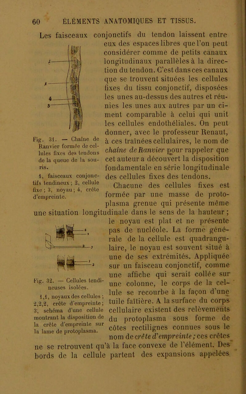 Les faisceaux conjonctifs du tendon laissent entre eux des espaces libres que l’on peut considérer comme de petits canaux longitudinaux parallèles à la direc- tion du tendon. C’est dans ces canaux que se trouvent situées les cellules fixes du tissu conjonctif, disposées les unes au-dessus des autres et réu- nies les unes aux autres par un ci- ment comparable à celui qui unit les cellules endothéliales. On peut donner, avec le professeur Renaut, Fig. 31. — Chaîne de ^ traînées Cellulaires, le nom de hrs''nL“leïdons chaîne deRanvier ]^our rappeler que de la queue de la sou- cet auteur a découvert la disposition fondamentale en série longitudinale des cellules fixes des tendons. Chacune des cellules fixes est formée par une masse de proto- plasma grenue qui présente même une situation longitudinale dans le sens de la hauteur ; le noyau est plat et ne présente pas de nucléole. La forme géné- rale de la cellule est quadrangu- laire, le noyau est souvent situé à une de scs extrémités. Appliquée sur un faisceau conjonctif, comme une affiche qui serait collée sur une colonne, le corps de la cel- , , , I, I Iule se recourbe à la façon d’une 2,2,2, crête d'empreinte; luile faîtière. A la surfacc du corps 3, schéma d’une cellule cellulaire existent des relèvements montrant la disposition de nrotoolasma SOUS formC de 1_ ^ ixM/xî VII n ont» * ^1» î côtes rectilignes connues sous le nom àecréted'empreinte : CCS crêtes ne se retrouvent qu’à la face convexe de l’élément. Des bords de la cellule partent des expansions appelées 1, faisceaux conjonc- tifs tendineux; 2, cellule fixe ; 3, noyau ; 4, crête d’empreinte. Fig. 32. — Cellules tendi neuses isolées. la crête d’empreinte sur la lame de protoplasma.