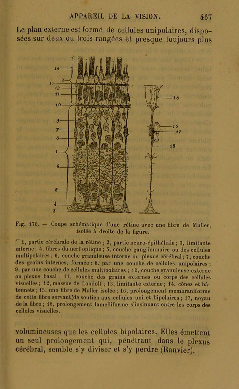 Le plan externe est formé de cellules unipolaires, dispo- sées sur deux ou trois rangées et presque toujours plus Fig. 170. — Coupe schfimatiquo d'une rétine avec une fibre de Muller, isolée à droite de la figure. ^ 1, partie cérébrale de la rétine ; 2, partie neuro-épithéliale ; 3, limitante interne; 4, fibres du nerf optique ; S, couche ganglionnaire ou des cellules multipolaires; 6. couche granuleuse interne ou plexus cérébral; 7, couche des grains internes, formée : 8, par une couche de cellules unipolaires ; 9, par une couche de cellules multipolaires ; 10, couche granuleuse extei-ne ou plexus basal; 11, couche des grains externes ou corps des cellules visuelles; 12, massue de Landolt ; 13, limitante externe; 14, cônes et bâ- tonnets; 15, une fibre de Muller isolée ; 16, prolongement membraniforme de cette fibre servant'de soutien aux cellules uni et bipolaires ; 17, noyau de la fibre ; 18, prolongement lamelliforme s’insinuant entre les corps des cellules visuelles. volumineuses que les cellules bipolaires. Elles émettent un seul prolongement qui, pénétrant dans le plexus cérébral, semble s’y diviser et s’y perdre (Ranvier),