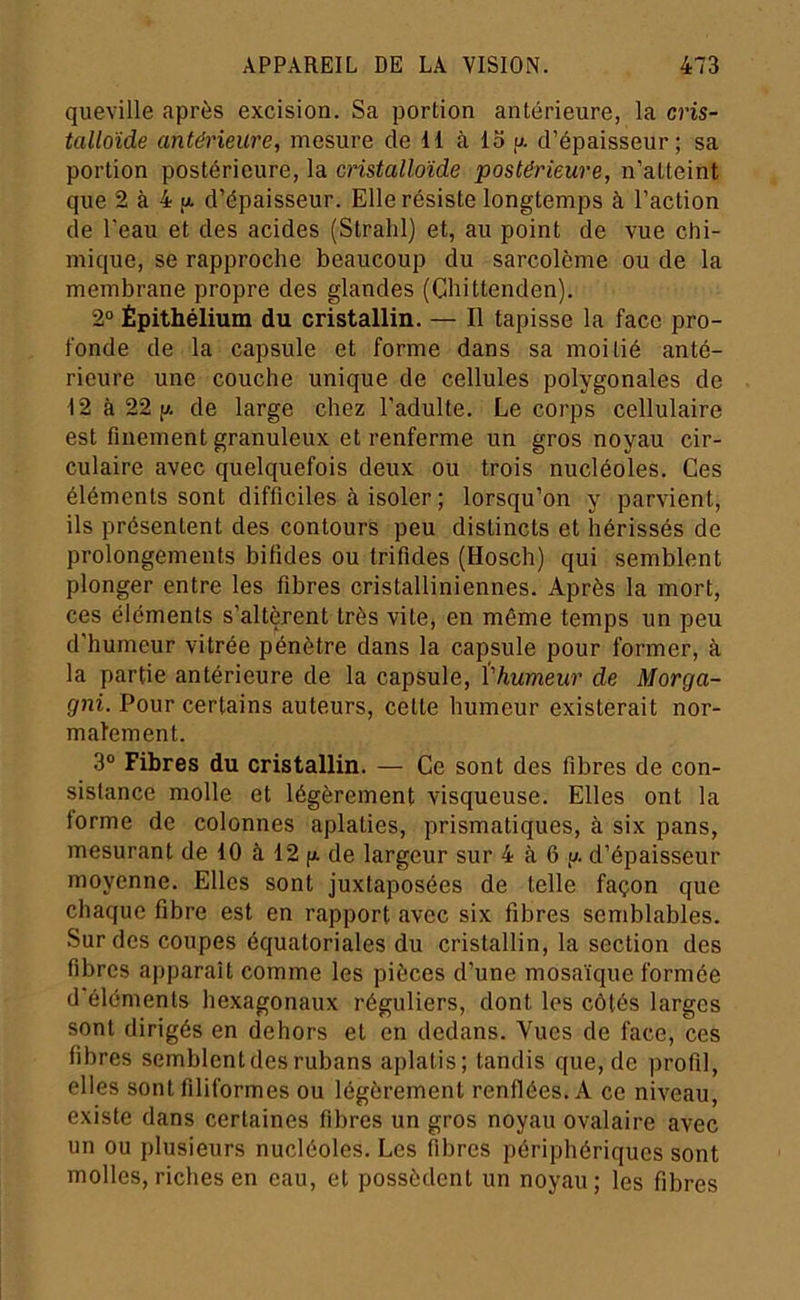 queville après excision. Sa portion antérieure, la cris- talloïde antérieure, mesure de 11 à lo p. d’épaisseur; sa portion postérieure, la cnstalloîde postérieure, n’atteint que 2 à 4 U. d’épaisseur. Elle résiste longtemps à l’action de l'eau et des acides (Stralil) et, au point de vue chi- mique, se rapproche beaucoup du sarcolème ou de la membrane propre des glandes (Chittenden). 2“ Épithélium du cristallin. — Il tapisse la face pro- fonde de la capsule et forme dans sa moitié anté- rieure une couche unique de cellules polygonales de 12 à 22 p. de large chez l’adulte. Le corps cellulaire est finement granuleux et renferme un gros noyau cir- culaire avec quelquefois deux ou trois nucléoles. Ces éléments sont difficiles à isoler ; lorsqu’on y parvient, ils présentent des contours peu distincts et hérissés de prolongements bifides ou trifides (Hosch) qui semblent plonger entre les fibres cristalliniennes. Après la mort, ces éléments s’altèrent très vite, en même temps un peu d'humeur vitrée pénètre dans la capsule pour former, à la partie antérieure de la capsule, thumeur de Morga- gni. Pour certains auteurs, cette humeur existerait nor- malement. 3° Fibres du cristallin. — Ce sont des fibres de con- sistance molle et légèrement visqueuse. Elles ont la forme de colonnes aplaties, prismatiques, à six pans, mesurant de 10 à 12 p de largeur sur 4 à 6 p. d’épaisseur moyenne. Elles sont juxtaposées de telle façon que chaque fibre est en rapport avec six fibres semblables. Sur des coupes équatoriales du cristallin, la section des fibres apparaît comme les pièces d’une mosaïque formée d'éléments hexagonaux réguliers, dont les côtés larges sont dirigés en dehors et en dedans. Vues de face, ces fibres semblent des rubans aplatis; tandis que, de profil, elles sont filiformes ou légèrement renflées. A ce niveau, existe dans certaines fibres un gros noyau ovalaire avec un ou plusieurs nucléoles. Les fibres périphériques sont molles, riches en eau, et possèdent un noyau; les fibres