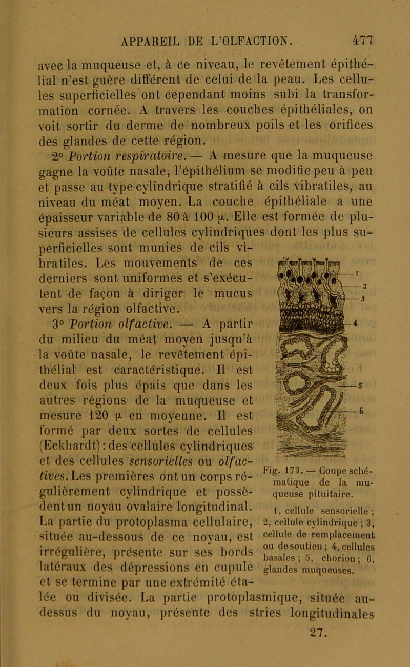 avec la muqueuse et, à ce niveau, le revêtement épithé- lial n’est guère différent de celui de la peau. Les cellu- les superficielles ont cependant moins subi la transfor- mation cornée. A travers les couches épithéliales, on voit sortir du derme de nombreux poils et les orifices des glandes de cette région. 2“ Portion respiratoire. — A mesure que la muqueuse gagne la voûte nasale, l’épithélium se modifie peu à peu et passe au type cylindrique stratifié à cils vibratiles, au niveau du méat moyen. La couche épithéliale a une épaisseur variable de 80 à 100 u.. Elle est formée de plu- sieurs assises de cellules cylindriques dont les plus su- perficielles sont munies de cils vi- bratiles. Les mouvements de ces derniers sont uniformes et s’exécu- tent de façon à diriger le mucus vers la région olfactive. 3® Portion olfactive. — A partir du milieu du méat moyen jusqu’à la voûte nasale, le revêtement épi- thélial est caractéristique. Il est deux fois plus épais que dans les autres régions de la muqueuse et mesure 120 [a en moyenne. Il est formé par deux sortes de cellules (Eckhardt) : des cellules cylindriques et des cellules sensorielles ou olfac- tives. Les premières ont un corps ré- ‘taUqûe” dr‘ia ' nlt- guliôrement cylindrique et possè- f|UGnse pituitaire, dentun noyau ovalaire longitudinal. cgn„ie sensorielle; La partie du protoplasma cellulaire, 2, cellule cylindrique ; 3, située au-dessous de ce noyau, est cellule do remplacement irrégulière, présente sur scs bords bLÏsTs.^'chtiol'f^ latéraux des dépressions en cupule glandes muqueuses, et se termine par une extrémité éta- lée ou divisée. La partie protoplasmique, située au- dessus du noyau, présente des stries longitudinales 27.