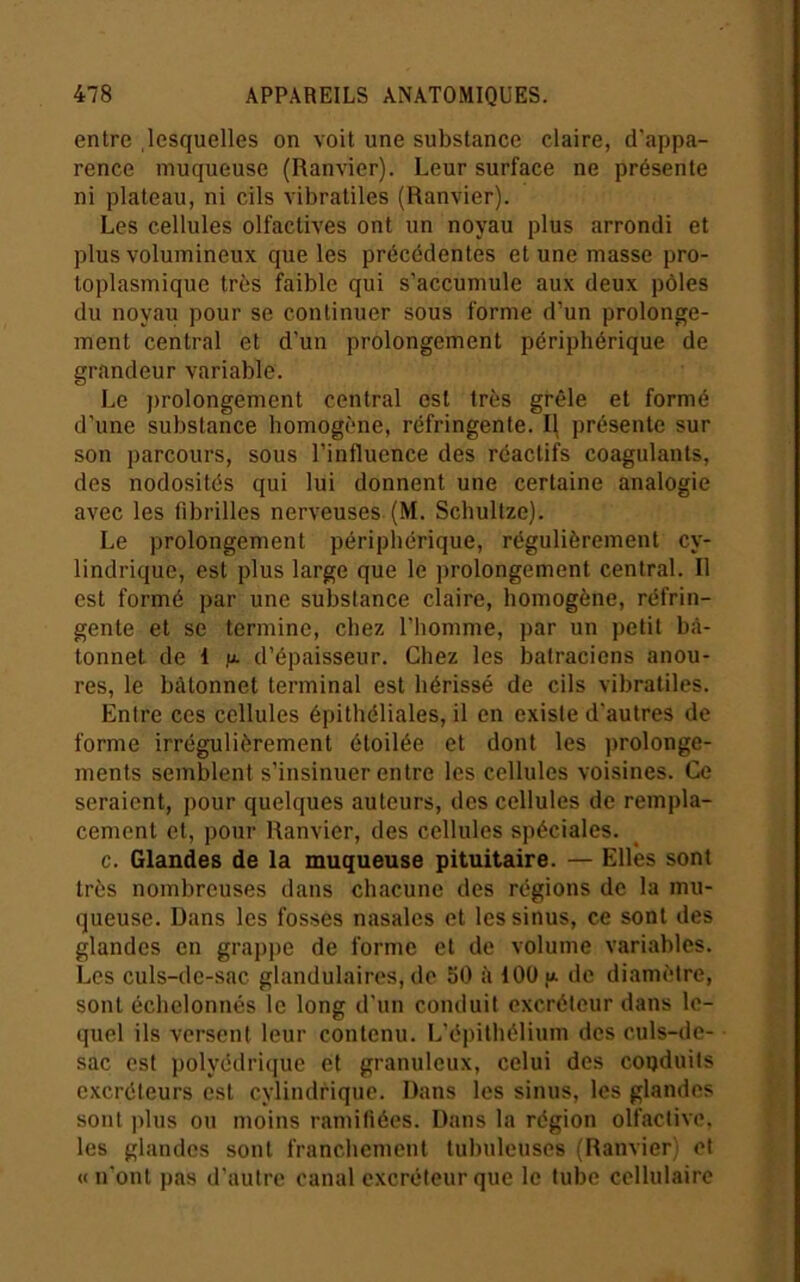 entre lesquelles on voit une substance claire, d'appa- rence muqueuse (Ranvier). Leur surface ne présente ni plateau, ni cils vibratiles (Ranvier). Les cellules olfactives ont un noyau plus arrondi et plus volumineux que les précédentes et une masse pro- toplasmique très faible qui s’accumule aux deux pôles du noyau pour se continuer sous forme d’un prolonge- ment central et d’un prolongement périphérique de grandeur variable. Le prolongement central est très grêle et formé d’une substance homogène, réfringente. Il présente sur son parcours, sous l’influence des réactifs coagulants, des nodosités qui lui donnent une certaine analogie avec les fibrilles nerveuses (M. Scbultze). Le prolongement périphérique, régulièrement cy- lindrique, est plus large que le prolongement central. Il est formé par une substance claire, homogène, réfrin- gente et se termine, chez l’homme, par un petit b<à- tonnet de 1 m- d’épaisseur. Chez les batraciens anou- res, le bâtonnet terminal est hérissé de cils vibratiles. Entre ces cellules épithéliales, il en existe d'autres de forme irrégulièrement étoilée et dont les prolonge- ments semblent s’insinuer entre les cellules voisines. Ce seraient, pour quelques auteurs, des cellules de rempla- cement et, pour Ranvier, des cellules spéciales. c. Glandes de la muqueuse pituitaire. — Elles sont très nombreuses dans chacune des régions de la mu- queuse. Dans les fosses nasales et les sinus, ce sont des glandes en grappe de forme et de volume variables. Les culs-de-sac glandulaires, de 50 à iOO u. de diamètre, sont échelonnés le long d’un conduit excréteur dans le- quel ils versent leur contenu. L’épithélium des culs-de- sac est polyédricjue et granuleux, celui des conduits c.\créteurs est cylindrique. Dans les sinus, les glandes sont plus ou moins ramifiées. Dans la région olfactive, les glandes sont franchement tubuleuses (Ranvier) et « n'ont pas d’autre canal excréteur que le tube cellulaire