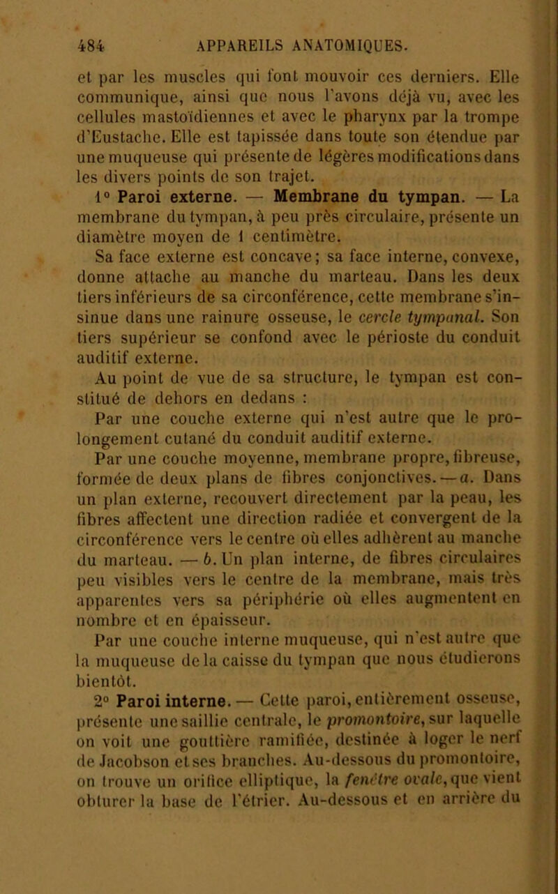 et par les muscles qui font mouvoir ces derniers. Elle communique, ainsi que nous l’avons déjà vu, avec les cellules mastoïdiennes et avec le pharynx par la trompe d’Eustache. Elle est tapissée dans toute son étendue par une muqueuse qui présente de légères modifications dans les divers points de son trajet. 1» Paroi externe. — Membrane du tympan. — La membrane du tympan, à peu près circulaire, présente un diamètre moyen de 1 centimètre. Sa face externe est concave ; sa face interne, convexe, donne attache au manche du marteau. Dans les deux tiers inférieurs de sa circonférence, cette membrane s’in- sinue dans une rainure osseuse, le cercle tympunal. Son tiers supérieur se confond avec le périoste du conduit auditif externe. Au point de vue de sa structure, le tympan est con- stitué de dehors en dedans : Par une couche externe qui n’est autre que le pro- longement cutané du conduit auditif externe. Par une couche moyenne, membrane propre, fibreuse, formée de deux plans de fibres conjonctives. — a. Dans un plan externe, recouvert directement par la peau, les fibres affectent une direction radiée et convergent de la circonférence vers le centre où elles adhèrent au manche du marteau. — 6. Un plan interne, de fibres circulaires peu visibles vers le centre de la membrane, mais très apparentes vers sa périphérie où elles augmentent en nombre et en épaisseur. Par une couche interne muqueuse, qui n’est autre que la muqueuse de la caisse du tympan que nous étudierons bientôt. 2» Paroi interne. — Cette paroi, entièrement osseuse, présente une saillie centrale, le promontoire, sur laquelle on voit une gouttière ramifiée, destinée à loger le nerf de Jacobson et scs brandies. Au-dessous du promontoire, on trouve un oritice elliptique, la fenêtre orn/e,que vient obturer la buse de l’étrier. Au-dessous et en arrière du