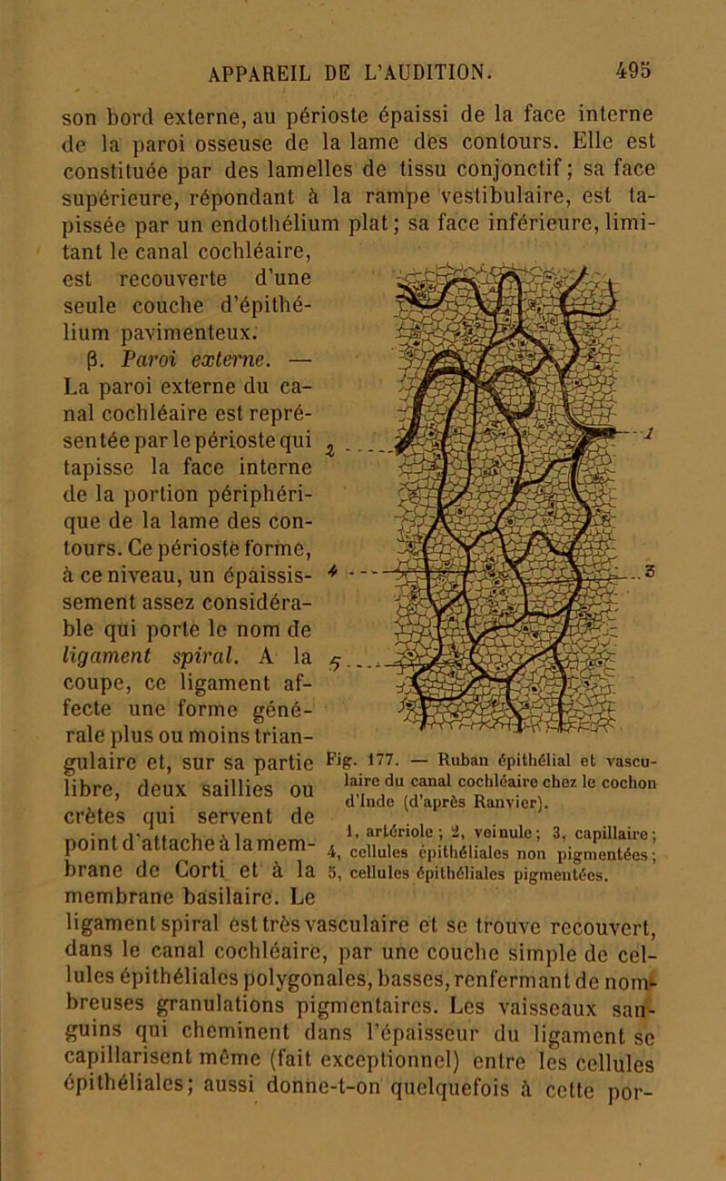 son bord externe, au périoste épaissi de la face interne de la paroi osseuse de la lame dés contours. Elle est constituée par des lamelles de tissu conjonctif ; sa face supérieure, répondant à la rampe vestibulaire, est ta- pissée par un endothélium plat ; sa face inférieure, limi- tant le canal cocliléaire, est recouverte d’une seule couche d’épithé- lium pavimenteux. p. Paroi externe. — La paroi externe du ca- nal cochléaire est repré- sentée par le périoste qui tapisse la face interne de la portion périphéri- que de la lame des con- tours. Ce périoste formé, à ce niveau, un épaissis- sement assez considéra- ble qui porte le nom de ligament spiral. A la coupe, ce ligament af- fecte une forme géné- rale plus ou moins trian- gulaire et, sur sa partie Uig. m. — Ruban épithélial et vascu libre, deux saillies ou crêtes qui servent de laire du canal cochléaire chez le cochon d'Inde (d'après Ranvier). noinf rrnttuphp'. lamPTTi ‘' ; 2, veinule; 3, capillaire; pointa attachea lamem 4^ cellules épithéliales non pigmentées; braïî6 de Corti et à la 5, cellules épuhéliales pigmentées. membrane basilaire. Le ligament spiral est très vasculaire et se trouve recouvert, dans le canal cochléaire, par une couche simple de cel- lules épithéliales polygonales, basses, renfermant de nomt breuses annulations pigmentaires. Les vaisseaux san- guins qui cheminent dans l’épaisseur du ligament se capillarisent môme (fait exceptionnel) entre les cellules épithéliales; aussi donne-t-on quelquefois à cette por-