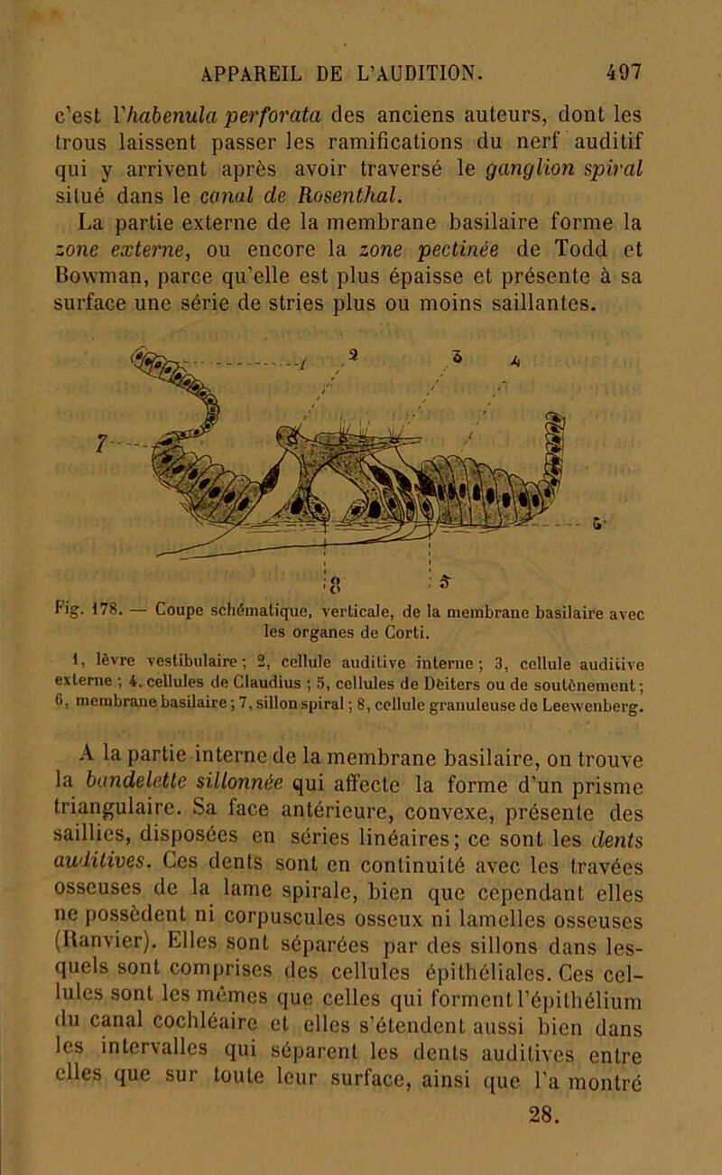 c’est Vhabenula perforata des anciens auteurs, dont les trous laissent passer les ramifications du nerf auditif qui y arrivent après avoir traversé le ganglion spiral situé dans le canal de Rosenlhal. La partie externe de la membrane basilaire forme la zone externe, ou encore la zone pectinée de Todd et Bowman, parce qu’elle est plus épaisse et présente à sa surface une série de stries plus ou moins saillantes. Fig. 178. — Coupe schématique, verticale, de la membrane basilaire avec les organes de Corti. 1, lèvre vestibulaire ; 2, cellule auditive interne; 3, cellule auditive externe ; 4. cellules de Claudius ; 5, cellules de Dëiters ou de soutènement; 6, membrane basilaire ; 7, sillon spiral ; 8, cellule granuleuse de Leewenbei'g. A la partie interne de la membrane basilaire, on trouve la bandelette sillonnée qui affecte la forme d’un prisme triangulaire. Sa face antérieure, convexe, présente des saillies, disposées en séries linéaires; ce sont les dents auditives. Ces dents sont en continuité avec les travées osseuses de la lame spirale, bien que cependant elles ne possèdent ni corpuscules osseux ni lamelles osseuses (Uanvier). Elles sont séparées par des sillons dans les- quels sont comprises des cellules épithéliales. Ces cel- lules sont les mêmes que celles qui forment l’épithélium du canal coebléaire et elles s’étendent aussi bien dans les intervalles qui séparent les dents auditives entre elles que sur toute leur surface, ainsi que l’a montre 28.