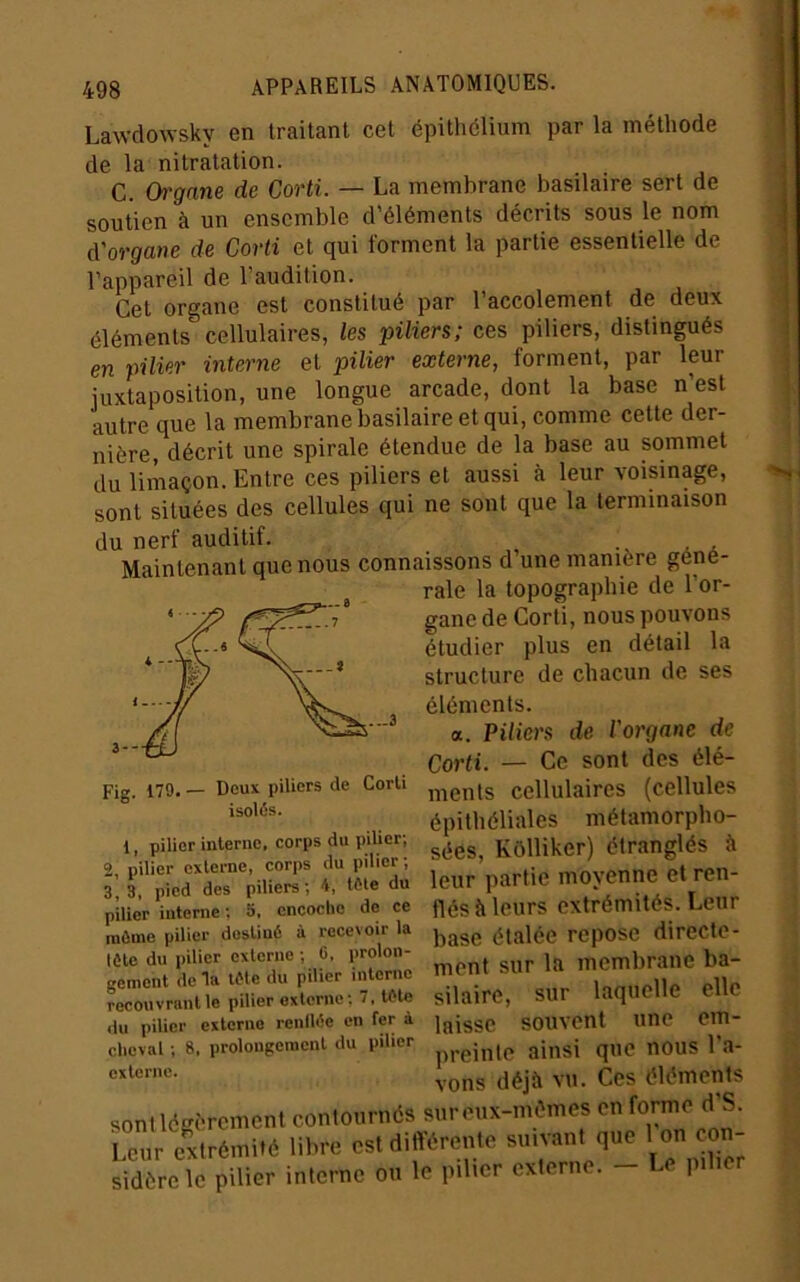 Lawdowsky en traitant cet épithéliunri par la méthode de la nitratation. C. Organe de Corti. — La membrane basilaire sert de soutien à un ensemble d’éléments décrits sous le nom d'organe de Corti et qui forment la partie essentielle de l’appareil de l’audition. Cet organe est constitué par 1 accotement de deux éléments cellulaires, les piliers; ces piliers, distingués en pilier interne et pilier externe, forment, par leur juxtaposition, une longue arcade, dont la base n’est autre que la membrane basilaire et qui, comme cette der- nière, décrit une spirale étendue de la base au sommet du limaçon. Entre ces piliers et aussi à leur voisinage, sont situées des cellules qui ne sont que la terminaison du nerf auditif. Maintenant que nous connaissons d une manière géné- rale la topographie de l’or- gane de Corti, nous pouvons étudier plus en détail la structure de chacun de ses éléments. a. Piliers de l'organe de Corti. — Ce sont des élé- ments cellulaires (cellules épithéliales métamorpho- sées, Kôlliker) étranglés à leur partie moyenne et ren- flés à leurs extrémités. Leur base étalée repose directe- ment sur la membrane ba- silaire, sur laquelle elle laisse souvent une em- preinte ainsi que nous l’a- vons déjà vu. Ces éléments sont légèrement contournés sur eux-mêmes en ^ormo d'S. Leur extrémité libre est différente suivant que ' oji con- sidère le pilier interne ou le pilier externe. P ,..3 Fig. 179- — Deux piliers de Corti isolis. 1, pilier interne, corps du pilier; 2, pilier externe, corps du pilier ; 3,3, pied des piliers; 4, tile du pilier interne ; 5. encoche de ce mime pilier destiné à recevoir la tête du pilier externe ; C, prolon- gement de la lite du pilier interne recouvrant le pilier externe ; 7, tête du pilier externe renllée en fer à cheval ; 8, prolongement du pilier externe.