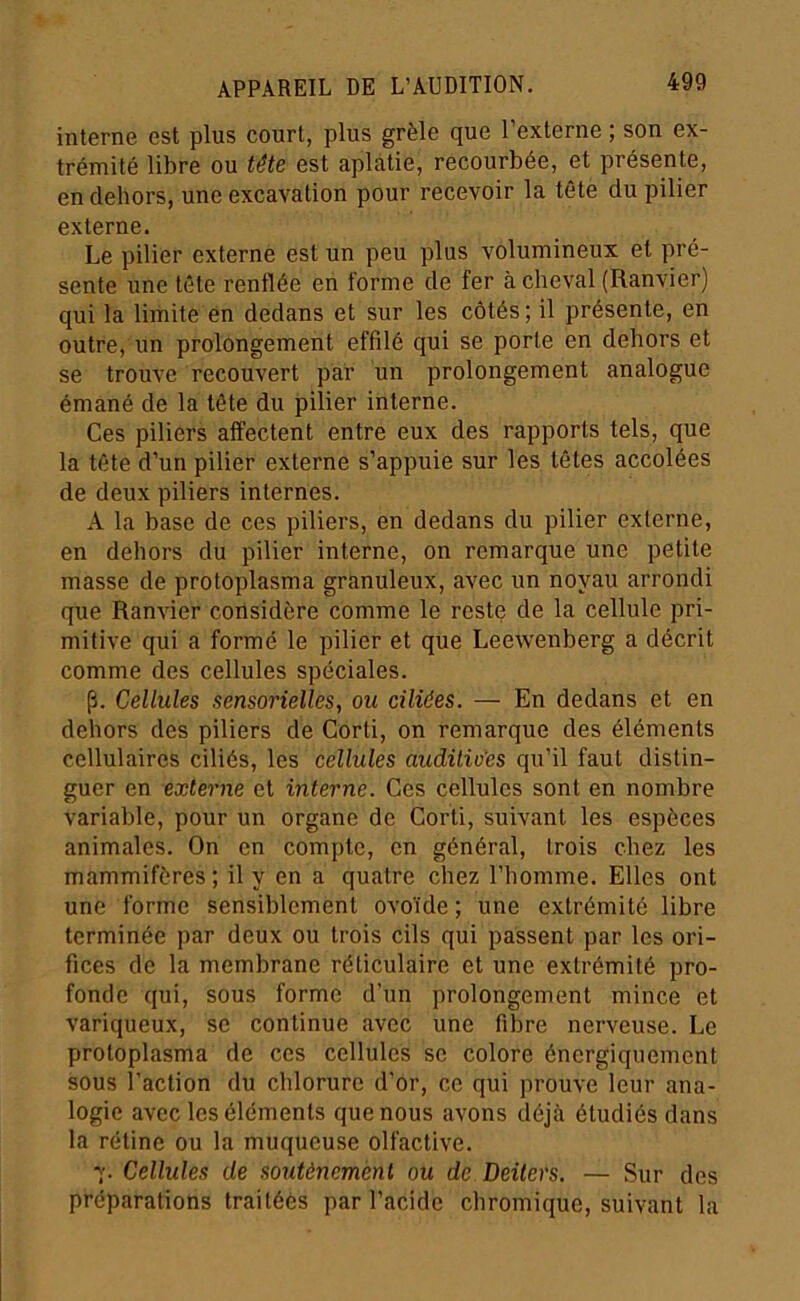 interne est plus court, plus grêle que l’externe ; son ex- trémité libre ou tête est aplatie, recourbée, et présente, en dehors, une excavation pour recevoir la tête du pilier externe. Le pilier externe est un peu plus volumineux et pré- sente une tête renflée en forme de fer à cheval (Ranvier) qui la limite en dedans et sur les côtés; il présente, en outre, un prolongement effilé qui se porte en dehors et se trouve recouvert par un prolongement analogue émané de la tête du pilier interne. Ces piliers affectent entre eux des rapports tels, que la tête d’un pilier externe s’appuie sur les têtes accolées de deux piliers internes. A la base de ces piliers, en dedans du pilier externe, en dehors du pilier interne, on remarque une petite masse de proloplasma granuleux, avec un noyau arrondi que Ranvier considère comme le reste de la cellule pri- mitive qui a formé le pilier et que Leewenberg a décrit comme des cellules spéciales. p. Cellules sensorielles, ou ciliées. — En dedans et en dehors des piliers de Corti, on remarque des éléments cellulaires ciliés, les cellules auditives qu’il faut distin- guer en externe et interne. Ces cellules sont en nombre variable, pour un organe de Corti, suivant les espèces animales. On en compte, en général, trois chez les mammifères; il y en a quatre chez l’homme. Elles ont une forme sensiblement ovoïde ; une extrémité libre terminée par deux ou trois cils qui passent par les ori- fices de la membrane réticulaire et une extrémité pro- fonde qui, sous forme d’un prolongement mince et variqueux, se continue avec une fibre nerveuse. Le protoplasma de ces cellules se colore énergiquement sous l'action du chlorure d’or, ce qui prouve leur ana- logie avec les éléments que nous avons déjà étudiés dans la rétine ou la muqueuse olfactive. 7. Cellules de soutènement ou de Deitevs. — Sur des préparations traitées par l’acide chromique, suivant la