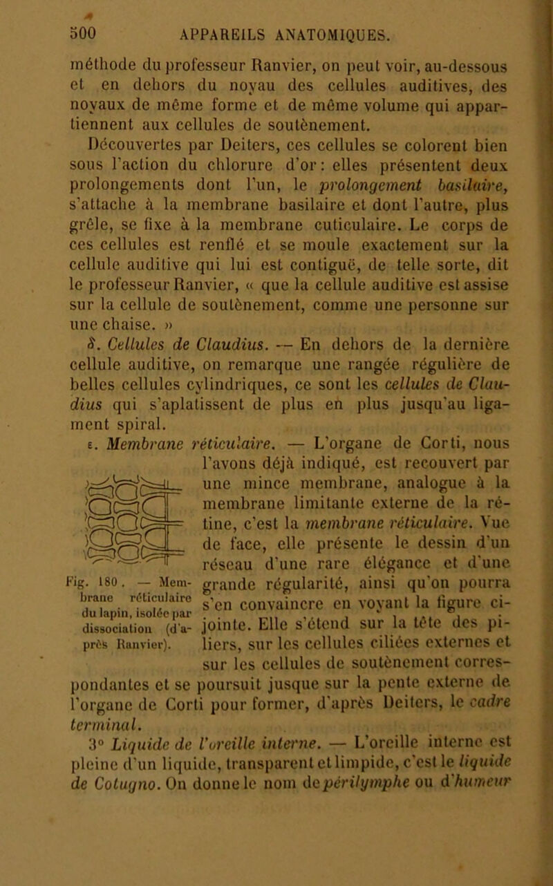 méthode du professeur Ranvier, on peut voir, au-dessous et en dehors du noyau des cellules auditives, des noyaux de môme forme et de môme volume qui appar- tiennent aux cellules de soutènement. Découvertes par Deiters, ces cellules se colorent bien sous l’action du chlorure d’or : elles présentent deux prolongements dont l’un, le prolongement basilaire, s’attache à la membrane basilaire et dont l’autre, plus grêle, se fixe à la membrane cuticulaire. Le corps de ces cellules est renflé et se moule exactement sur la cellule auditive qui lui est contiguë, de telle sorte, dit le professeur Ranvier, « que la cellule auditive est assise sur ta cellule de soutènement, comme une personne sur une chaise. » S. Cellules de Claudius. — En dehors de la dernière cellule auditive, on remarque une rangée régulière de belles cellules cylindriques, ce sont les cellules de Clau- dius qui s’aplatissent de plus en plus jusqu’au liga- ment spiral. £. Membrane réticulaire. — L’organe de Corti, nous l’avons déjà indiqué, est recouvert par une mince membrane, analogue à la ' membrane limitante externe de la ré- tine, c’est la membrane réticulaire. Vue de face, elle présente le dessin d'un ' réseau d’une rare élégance et d'une Fig. 180. -- Mem- grande régularité, ainsi qu'on pourra braiie réticulaire ■. convaincre Cil vovaiU la figure ci- dissociation (da- jouite. Elle s’ctcud sur la tôte dos pi- prés Ranvier). liers, sur Ics cellulcs ciliécs externes et sur les cellules de soutènement corres- pondantes et se poursuit jusque sur la pente externe de l’organe de Corti pour former, d'après Deiters, le cadre terminal. 3“ Liquide de l'oreille interne. — L’oreille interne est pleine d’un liquide, transparent et limpide, c’est le liquide de Cotugno. On donne le nom dapéritymphe ou d'humeur