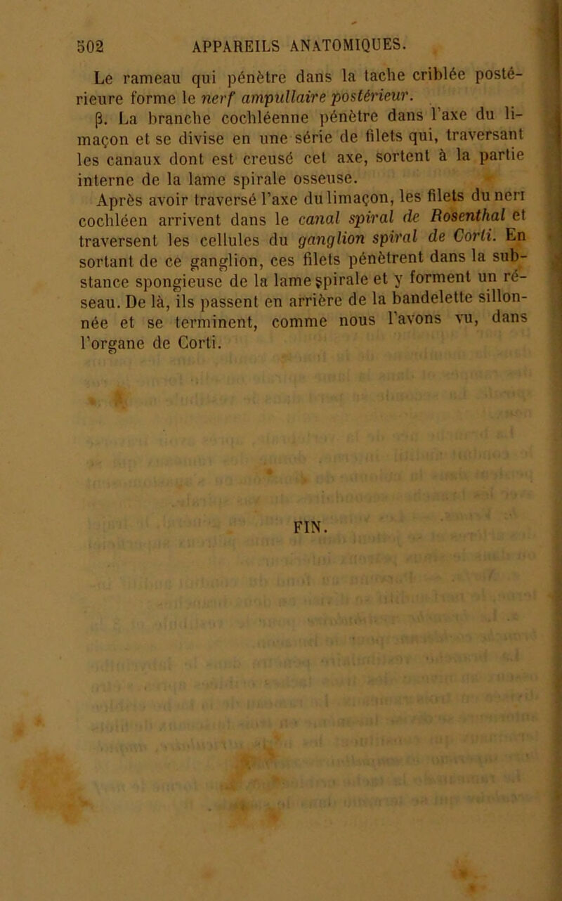 Le rameau qui pénètre dans la tache criblée posté- rieure forme le nerf ampidlaire postérieur. (B. La branche cochléenne pénètre dans l’axe du li- maçon et se divise en une série de filets qui, traversant les canaux dont est creusé cet axe, sortent à la partie interne de la lame spirale osseuse. Après avoir traversé l’axe du limaçon, les filets duneri cochléen arrivent dans le canal spiral de Bosenthal et traversent les cellules du ganglion spiral de Corli. En sortant de ce ganglion, ces filets pénètrent dans la sub- stance spongieuse de la lame spirale et y forment un ré- seau. De là, ils jiassent en arrière de la bandelette sillon- née et se terminent, comme nous l’avons vu, dans l’organe de Corti.