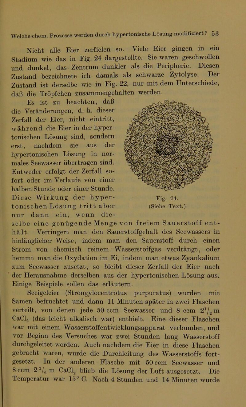 Nicht alle Eier zerfielen so. Viele Eier gingen in ein Stadium wie das in Fig. 24 dargestellte. Sie waren geschwollen und dunkel, das Zentrum dunkler als die Peripherie. Diesen Zustand bezeichnete ich damals als schwarze Zytolyse. Der Zustand ist derselbe wie in Fig. 22, nur mit dem Unterschiede, daß die Tröpfchen zusammengehalten werden. Es ist zu beachten, daß die Veränderungen, d. h. dieser Zerfall der Eier, nicht eintritt, während die Eier in der hyper- tonischen Lösung sind, sondern erst, nachdem sie aus der hypertonischen Lösung in nor- males Seewasser übertragen sind. Entweder erfolgt der Zerfall so- fort oder im Verlaufe von einer halben Stunde oder einer Stunde. Diese Wirkung der hyper- tonischen Lösung tritt aber nur dann ein, wenn die- selbe eine genügende Menge von freiem Sauerstoff ent- hält. Verringert man den Sauerstoffgehalt des Seewassers in hinlänglicher Weise, indem man den Sauerstoff durch einen Strom von chemisch reinem Wasserstoffgas verdrängt, oder hemmt man die Oxydation im Ei, indem man etwas Zyankalium zum Seewasser zusetzt, so bleibt dieser Zerfall der Eier nach der Herausnahme derselben aus der hypertonischen Lösung aus. Einige Beispiele sollen das erläutern. Seeigeleier (Strongylocentrotus purpuratus) wurden mit Samen befruchtet und dann 11 Minuten später in zwei Flaschen verteilt, von denen jede 50 ccm Seewasser und 8 ccm 21/, m CaCl2 (das leicht alkalisch war) enthielt. Eine dieser Flaschen war mit einem Wasserstoffentwicklungsapparat verbunden, und vor Beginn des Versuches war zwei Stunden lang Wasserstoff durchgeleitet worden. Auch nachdem die Eier in diese Flaschen gebracht waren, wurde die Durchleitung des Wasserstoffs fort- gesetzt. In der anderen Flasche mit 50 ccm Seewasser und 8 ccm 2 1/2 m CaCl2 blieb die Lösung der Luft ausgesetzt. Die Temperatur war 15° C. Nach 4 Stunden und 14 Minuten wurde Fig. 24. (Siehe Text.)