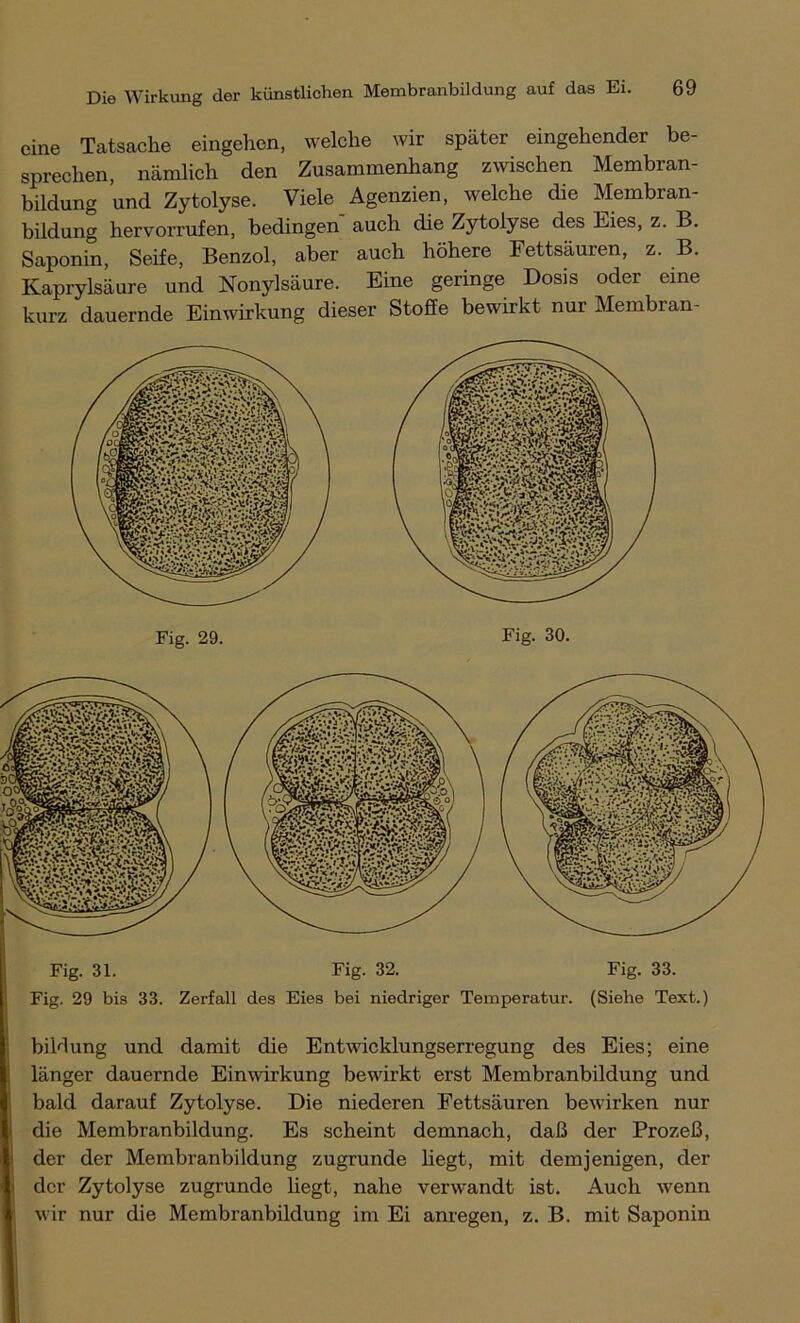 eine Tatsache eingehen, welche wir später eingehender be- sprechen, nämlich den Zusammenhang zwischen Membran- bildung und Zytolyse. Viele Agenzien, welche che Membran- bildung hervorrufen, bedingen auch die Zytolyse des Eies, z. B. Saponin, Seife, Benzol, aber auch höhere Fettsäuren, z. B. Kaprylsäure und Nonylsäure. Eine geringe Dosis oder eine kurz dauernde Einwirkung dieser Stoffe bewirkt nur Membran- Fig. 31. Fig. 32. Fig. 33. Fig. 29 bis 33. Zerfall des Eies bei niedriger Temperatur. (Siehe Text.) biklung und damit die Entwicklungserregung des Eies; eine länger dauernde Einwirkung bewirkt erst Membranbildung und bald darauf Zytolyse. Die niederen Fettsäuren bewirken nur die Membranbildung. Es scheint demnach, daß der Prozeß, der der Membranbildung zugrunde hegt, mit demjenigen, der der Zytolyse zugrunde hegt, nahe verwandt ist. Auch wenn Iwir nur die Membranbildung im Ei anregen, z. B. mit Saponin