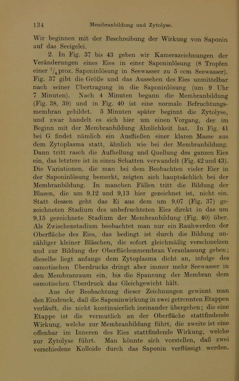 Wir beginnen mit der Beschreibung der Wirkung von Saponin auf das Seeigelei. 2. In Fig. 37 bis 43 geben wir Kamerazeichnungen der Veränderungen eines Eies in einer Saponinlösung (8 Tropfen einer ^proz. Saponinlösung in Seewasser zu 5 ccm Seewasser). Fig. 37 gibt die Größe und das Aussehen des Eies unmittelbar nach seiner Übertragung in die Saponinlösung (um 9 Uhr 7 Minuten). Nach 4 Minuten begann die Membranbildung (Fig. 38, 39) und in Fig. 40 ist eine normale Befruchtungs- membran gebildet. 5 Minuten später beginnt die Zytolyse, und zwar handelt es sich hier um einen Vorgang, der im Beginn mit der Membranbildung Ähnlichkeit hat. In Fig. 41 bei G findet nämlich ein Ausfließen einer klaren Masse aus dem Zytoplasma statt, ähnlich wie bei der Membranbildung. Dann tritt rasch die Aufhellung und Quellung des ganzen Eies ein, das letztere ist in einen Schatten verwandelt (Fig. 42 und 43). Die Variationen, die man bei dem Beobachten vieler Eier in der Saponinlösung bemerkt, zeigten sich hauptsächlich bei der Membranbildung. In manchen Fällen tritt die Bildung der Blasen, die um 9,12 und 9,13 hier gezeichnet ist, nicht ein. Statt dessen geht das Ei aus dem um 9,07 (Fig. 37) ge- zeichneten Stadium des unbefruchteten Eies direkt in das um 9,15 gezeichnete Stadium der Membranbildung (Fig. 40) über. Als Zwischenstadium beobachtet man nur ein Rauhwerden der Oberfläche des Eies, das bedingt ist durch die Bildung un- zähliger kleiner Bläschen, die sofort gleichmäßig verschmelzen und zur Bildung der Oberflächenmembran Veranlassung geben; dieselbe liegt anfangs dem Zytoplasma dicht an, infolge des osmotischen Überdrucks dringt aber immer mehr Seewasser in den Membranraum ein, bis die Spannung der Membran dem osmotischen Überdruck das Gleichgewicht hält. Aus der Beobachtung dieser Zeichnungen gewinnt man den Eindruck, daß die Saponinwirkung in zwei getrennten Etappen verläuft, die nicht kontinuierlich ineinander übergehen; die eine Etappe ist die vermutlich an der Oberfläche stattfindende Wirkung, welche zur Membranbildung führt, die zweite ist eine offenbar im Inneren des Eies stattfindende Wirkung, welche zur Zytolyse führt. Man könnte sich vorstellen, daß zwei verschiedene Kolloide durch das Saponin verflüssigt werden.