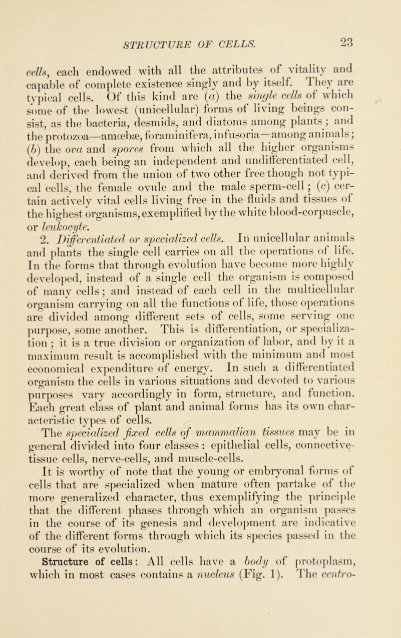 STRUCTURE OF CELLS. cells, each endowed with all the attributes of vitality and capable of complete existence singly and by itself. rI hey are typical cells. Of this kind are (ft) the sinc/le cells of which some of the lowest (unicellular) forms of living beings con- sist, as the bacteria, desmids, and diatoms among plants; and the protozoa—amoebae, foraminifera, infusoria among animals; (6) the ova and spores from which all the higher organisms develop, each being an independent and undifferentiated cell, and derived from the union of two other free though not typi- cal cells, the female ovule and the male sperm-cell; (c) cer- tain actively vital cells living free in the fluids and tissues of the highest organisms, exemplified by the white blood-corpuscle, or leukocyte. 2. Differentiated or specialized cells. In unicellular animals and plants the single cell carries on all the operations of life. In the forms that through evolution have become more highly developed, instead of a single cell the organism is composed of many cells; and instead of each cell in the multicellular organism carrying on all the functions of life, those operations are divided among different sets of cells, some serving one purpose, some another. This is differentiation, or specializa- tion ; it is a true division or organization of labor, and by it a maximum result is accomplished with the minimum and most economical expenditure of energy. In such a differentiated organism the cells in various situations and devoted to various purposes vary accordingly in form, structure, and function. Each great class of plant and animal forms has its own char- acteristic types of cells. The specialized fixed, cells of mammalian tissues may be in general divided into four classes : epithelial cells, connective- tissue cells, nerve-cells, and muscle-cells. It is worthy of note that the young or embryonal forms of cells that are specialized when mature often partake of the more generalized character, thus exemplifying the principle that the different phases through which an organism passes in the course of its genesis and development are indicative of the different forms through which its species passed in the course of its evolution. Structure of cells: All cells have a body of protoplasm, which in most cases contains a nucleus (Fig. 1). The centro-