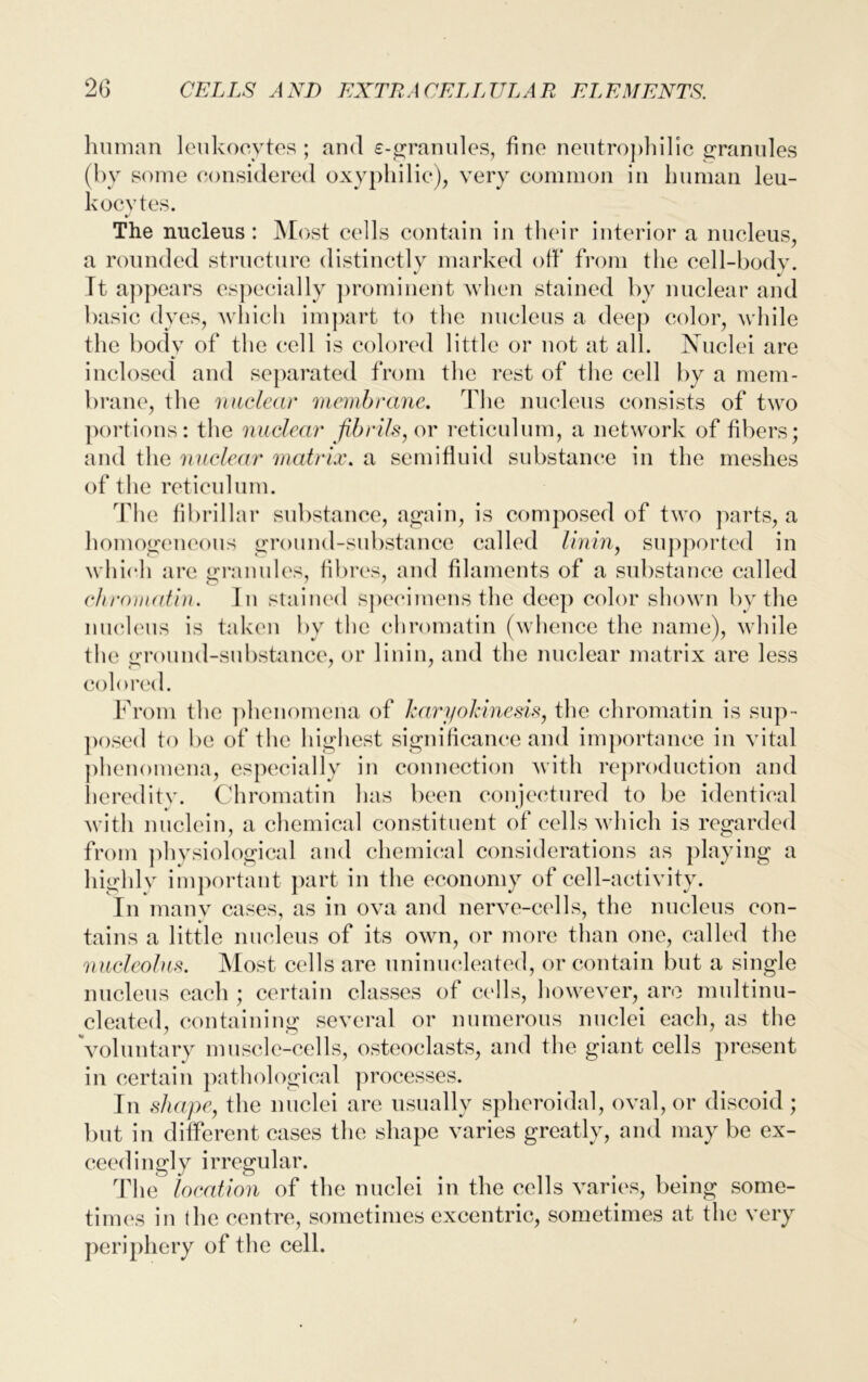 human leukocytes ; and e-granules, fine neutrophilic granules (by some considered oxyphilic), very common in human leu- kocytes. %/ The nucleus : Most cells contain in their interior a nucleus, a rounded structure distinctly marked oh* from the cell-body. It appears especially prominent when stained by nuclear and basic dyes, which impart to the nucleus a deep color, while the body of the cell is colored little or not at all. Nuclei are inclosed and separated from the rest of the cell by a mem- brane, the nuclear membrane. The nucleus consists of two portions: the nuclear fibrils, or reticulum, a network of fibers; and the nuclear matrix, a semifluid substance in the meshes of the reticulum. The fibrillar substance, again, is composed of two parts, a homogeneous ground-substance called linin, supported in which are granules, fibres, and filaments of a substance called chromatin. In stained specimens the deep color shown by the nucleus is taken by the chromatin (whence the name), while the ground-substance, or linin, and the nuclear matrix are less colored. From the phenomena of karyokinesis, the chromatin is sup- posed to be of the highest significance and importance in vital phenomena, especially in connection with reproduction and heredity. Chromatin has been conjectured to be identical with nuclein, a chemical constituent of cells which is regarded from physiological and chemical considerations as playing a highly important part in the economy of cell-activity. In many cases, as in ova and nerve-cells, the nucleus con- tains a little nucleus of its own, or more than one, called the nucleolus. Most cells are uninucleated, or contain but a single nucleus each ; certain classes of cells, however, are multinu- cleated, containing several or numerous nuclei each, as the voluntary muscle-cells, osteoclasts, and the giant cells present in certain pathological processes. In shape, the nuclei are usually spheroidal, oval, or discoid; but in different cases the shape varies greatly, and may be ex- ceedingly irregular. The location of the nuclei in the cells varies, being some- times in the centre, sometimesexcentric, sometimes at the very periphery of the cell.