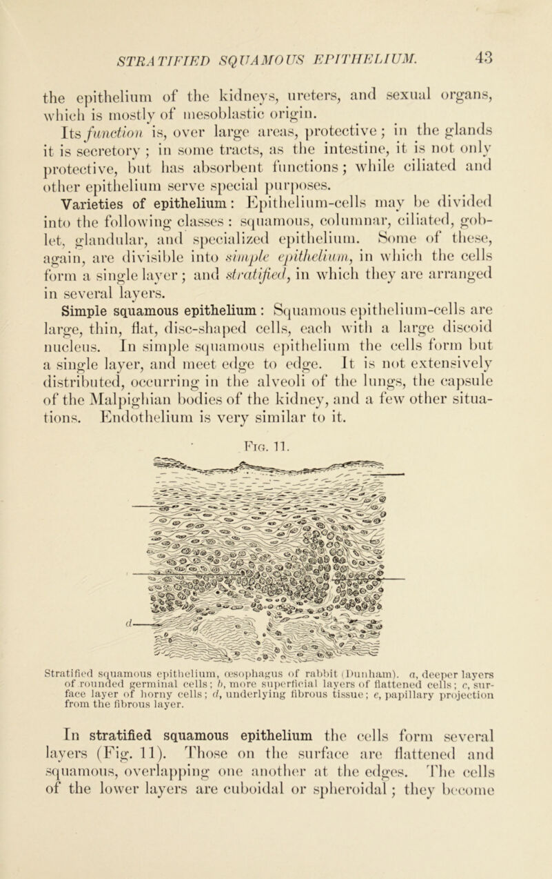 STRA RIFTED SQ UA MO US EPI Til EL IUM. the epithelium of the kidneys, ureters, and sexual organs, which is mostly of mesoblastic origin. Its function is, over large areas, protective; in the glands it is secretory ; in some tracts, as the intestine, it is not only protective, but has absorbent functions; while ciliated and other epithelium serve special purposes. Varieties of epithelium: Epithelium-cells may be divided into the following classes : squamous, columnar, ciliated, gob- let, glandular, and specialized epithelium. Some of these, again, are divisible into simple epithelium, in which the cells form a single layer; and stratified, in which they are arranged in several layers. Simple squamous epithelium : Squamous epithelium-cells are large, thin, flat, disc-shaped cells, each with a large discoid nucleus. In simple squamous epithelium the cells form but a single layer, and meet edge to edge. It is not extensively distributed, occurring in the alveoli of the lungs, the capsule of the Malpighian bodies of the kidney, and a few other situa- tions. Endothelium is very similar to it. Fig. 11. Stratified squamous epithelium, oesophagus of rabbit (l)uuham). a, deeper layers of rounded germinal cells; b, more superficial layers of flattened cells; c, sur- face layer of horny cells; d, underlying fibrous tissue; e, papillary projection from the fibrous layer. In stratified squamous epithelium the cells form several layers (Fig. 11). Those on the surface are flattened and squamous, overlapping one another at the edges. The cells of the lower layers are cuboidal or spheroidal; they become