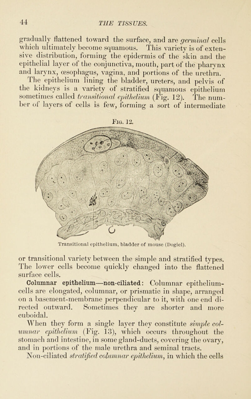 gradually flattened toward the surface, and are germinal cells which ultimately become squamous. This variety is of exten- sive distribution, forming the epidermis of the skin and the epithelial layer of the conjunctiva, mouth, part of the pharynx and larynx, oesophagus, vagina, and portions of the urethra. 1 he epithelium lining the bladder, ureters, and pelvis of the kidneys is a variety of stratified squamous epithelium sometimes called transitional epithelium (Fig. 12). The num- ber of layers of cells is few, forming a sort of intermediate Fig. 12. Transitional epithelium, bladder of mouse (Dogiel). or transitional variety between the simple and stratified types. The lower cells become quickly changed into the flattened surface cells. Columnar epithelium—non-ciliated: Columnar epithelium- cells are elongated, columnar, or prismatic in shape, arranged on a basement-membrane perpendicular to it, with one end di- rected outward. Sometimes they are shorter and more cuboidal. When they form a single layer they constitute simple col- umnar epithelium (Fig. 13), which occurs throughout the stomach and intestine, in some gland-ducts, covering the ovary, and in portions of the male urethra and seminal tracts. Non-ciliated stratified columnar epithelium, in which the cells