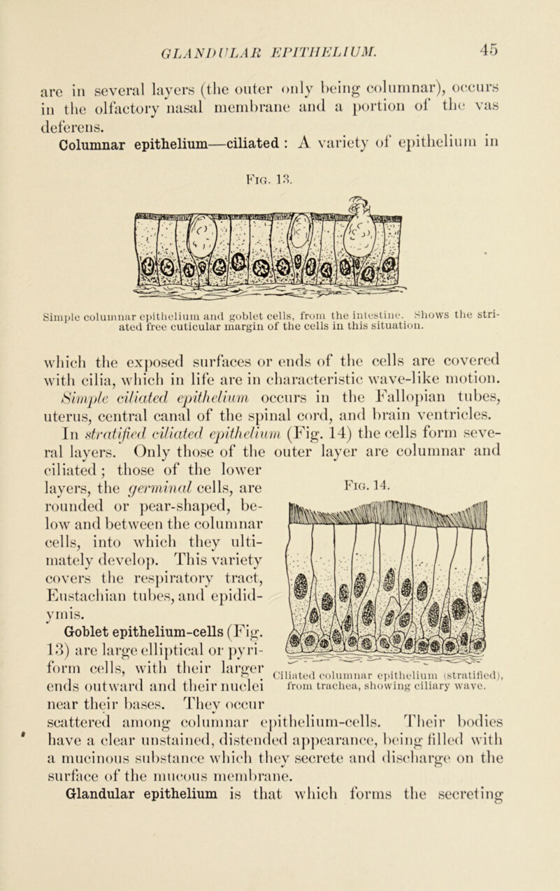 GLA NI) ULAII E PIT! I EL l UM. are in several layers (the outer only being columnar), occurs in the olfactory nasal membrane and a portion of the vas deferens. Columnar epithelium—ciliated : A variety of epithelium in Fig. 13. Simple columnar epithelium and goblet cells, from the intestine. Shows the stri- ated free cuticular margin of the cells in this situation. which the exposed surfaces or ends of the cells are covered with cilia, which in life are in characteristic wave-like motion. Simple ciliated epithelium occurs in the Fallopian tubes, uterus, central canal of the spinal cord, and brain ventricles. In stratified ciliated epithelium (Fig. 14) the cells form seve- ral layers. Only those of the outer layer are columnar and ciliated; those of the lower layers, the germinal cells, are Fig. 14. rounded or pear-shaped, be- low and between the columnar cells, into which they ulti- mately develop. This variety covers the respiratory tract, Eustachian tubes, and epidid- ymis. Goblet epithelium-cells (Fig. 13) are large elliptical or pyri- form cells, with their larger ends outward and their nuclei near their bases. Thev occur • *• scattered among columnar epithelium-cells. Their bodies have a clear unstained, distended appearance, being filled with a mucinous substance which they secrete and discharge on the surface of the mucous membrane. Glandular epithelium is that which forms the secreting Ciliated columnar epithelium (stratified), from trachea, showing ciliary wave.