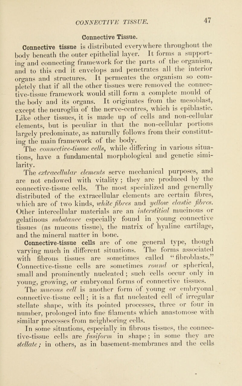 CONNECTIVE TISSUE. Connective Tissue. Connective tissue is distributed everywhere throughout the body beneath the outer epithelial layer. It forms a support- ing and connecting framework for the parts of the organism, and to this end it envelops and penetrates all the interior organs and structures. It permeates the organism so com- pletely that if all the other tissues were removed the connec- tive-tissue framework would still form a complete mould of the body and its organs. It originates from the meso blast, except the neuroglia of the nerve-centres, which is epiblastic. Like other tissues, it is made up of cells and non-cellular elements, but is peculiar in that the non-cellular portions largely predominate, as naturally follows from their constitut- ing the main framework of the body. The connective-tissue cells, while differing in various situa- tions, have a fundamental morphological and genetic simi- larity. The extracellular elements serve mechanical purposes, and are not endowed with vitality ; they are produced by the connective-tissue cells. The most specialized and generally distributed of the extracellular elements are certain fibres, which are of two kinds, white fibres and yellow elastic fibres. Other intercellular materials are an interstitial mucinous or gelatinous substance especially found in young connective tissues (as mucous tissue), the matrix of hyaline cartilage, and the mineral matter in bone. Connective-tissue cells are of one general type, though varying much in different situations. 1 he forms associated with fibrous tissues are sometimes called “ fibroblasts. Connective-tissue cells are sometimes round or spherical, small and prominently nucleated ; such cells occur only in young, growing, or embryonal forms of connective tissues. The mucous cell is another form of young or embryonal. connective-tissue cell; it is a fiat nucleated cell of irregular stellate shape, with its pointed processes, three or four in number, prolonged into fine filaments which anastomose with similar processes from neighboring cells. In some situations, especially in fibrous tissues, the connec- tive-tissue cells are fusiform in shape; in some they are stellate; in others, as in basement-membranes and the cells